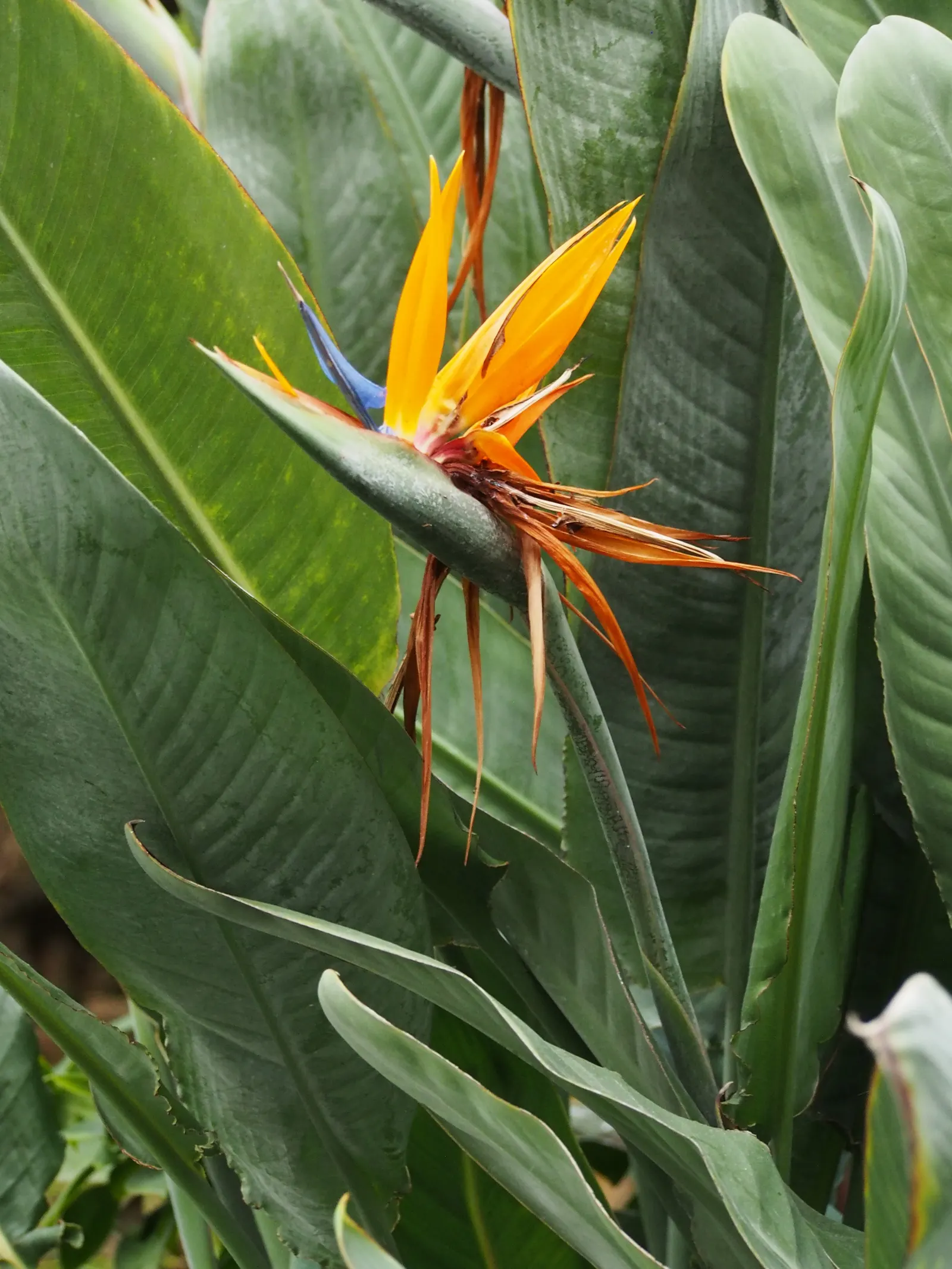 Bird Of Paradise (Strelitzia Reginae) — providing an additional layer of interest; blade-like leaves reaching 4-6 feet and thrives in well-drained, image 105