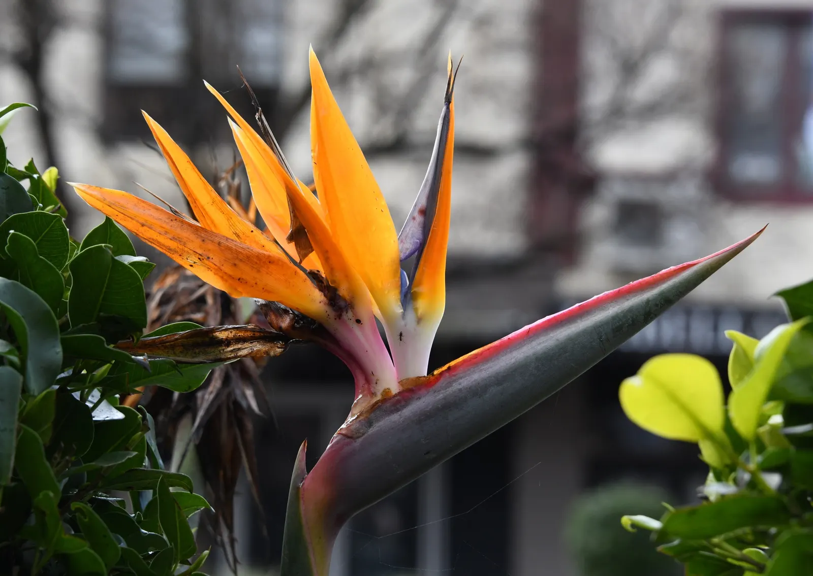 Bird Of Paradise (Strelitzia Reginae) — as the Bird of Paradise thrives in USDA zones 10-12 and tolerates temperatures down to about 50&deg;F