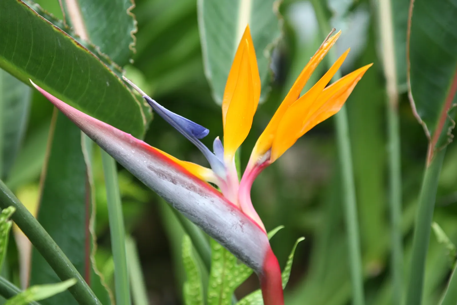 Bird Of Paradise (Strelitzia Reginae) — or as an anchor in island plantings; blade-like leaves reaching 4-6 feet and thrives in well-drained soil under full to