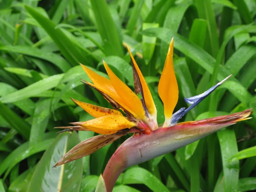 Bird Of Paradise (Strelitzia Reginae) — flaunts vibrant crane-like orange and blue flowers; the flowers consist of vivid orange and blue hues and, image 58