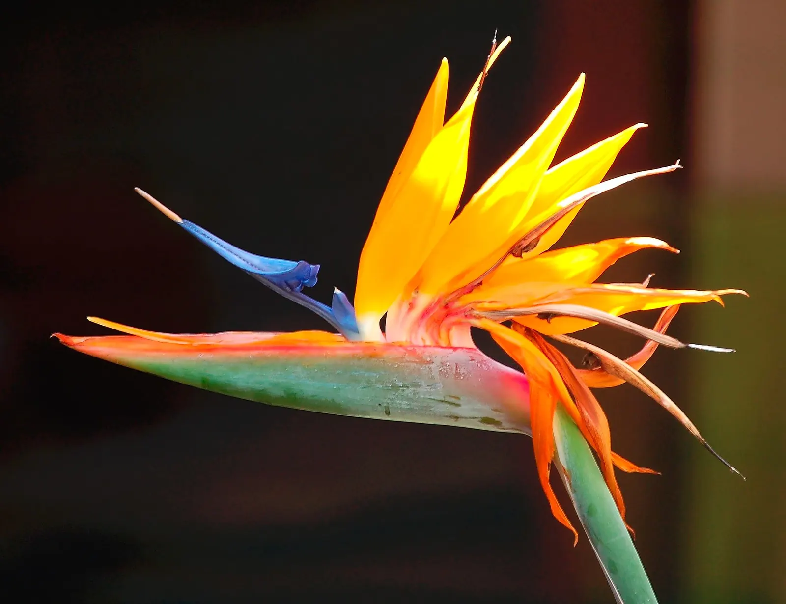 Bird Of Paradise (Strelitzia Reginae) — resembling tropical birds in flight