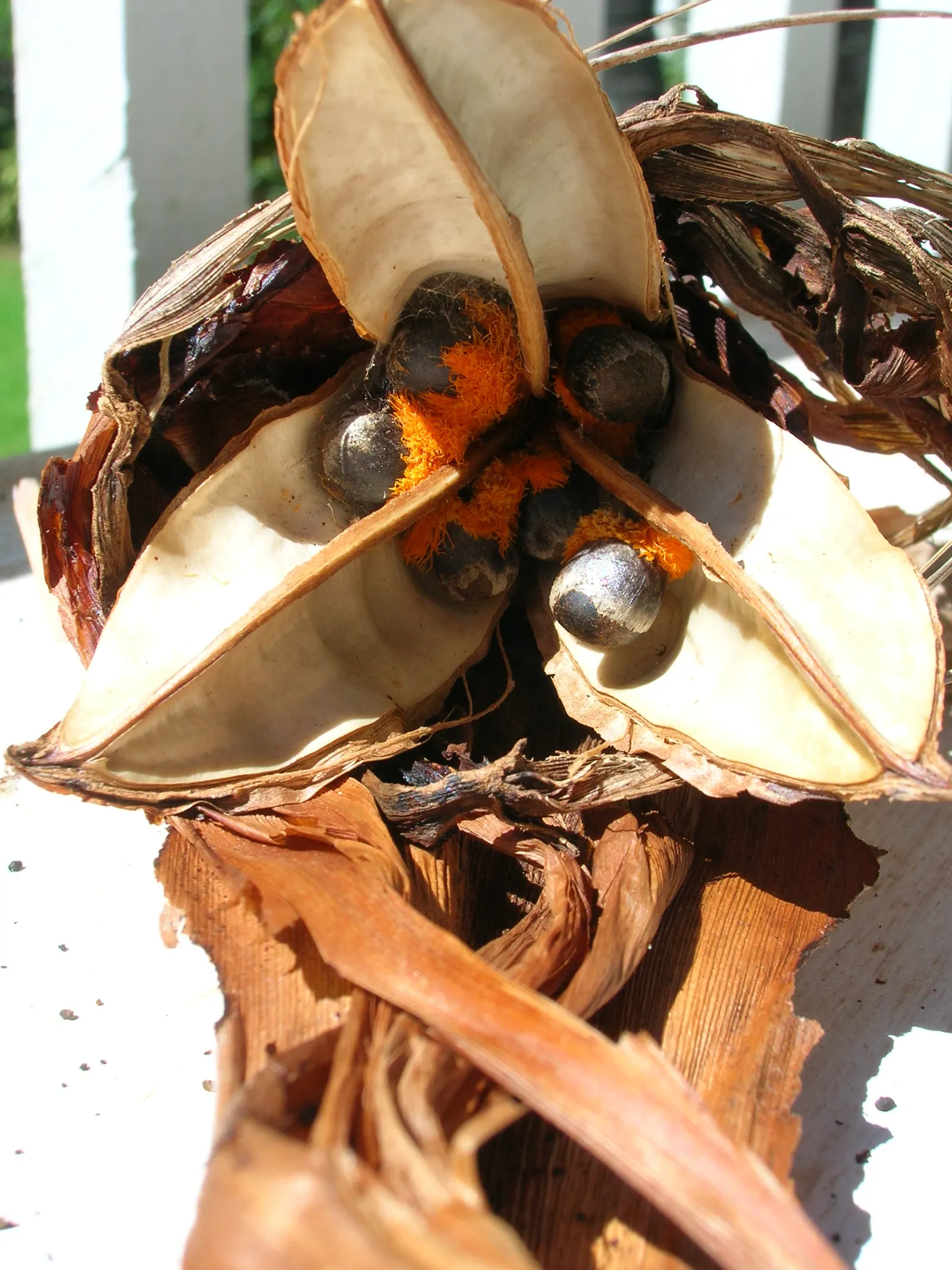Bird Of Paradise (Strelitzia Reginae) — Proper spacing should be allocated; the flowers consist of vivid orange and blue hues and are nestled, image 78