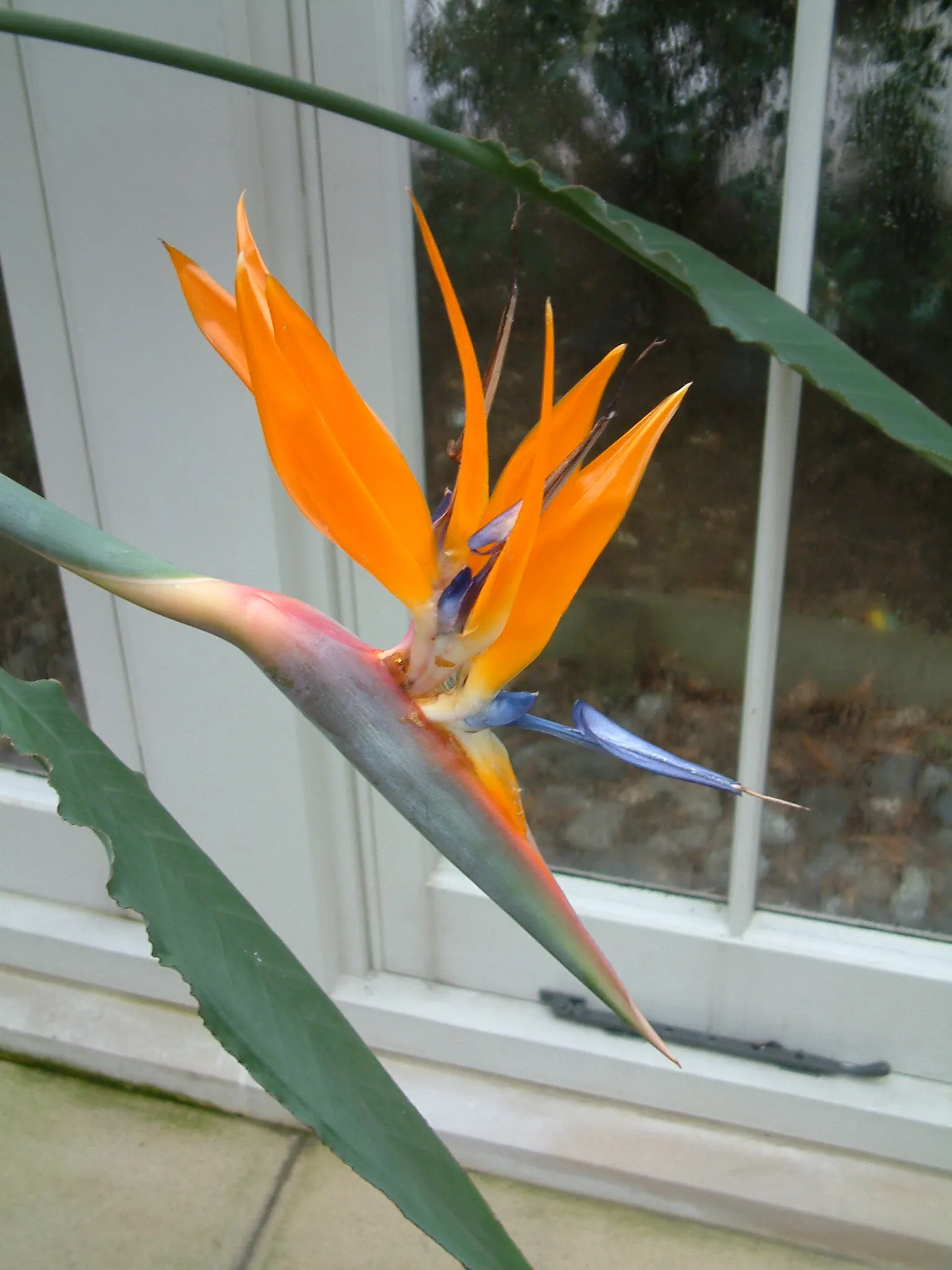 Bird Of Paradise (Strelitzia Reginae) — Proper spacing should be allocated; the flowers consist of vivid orange and blue hues and are nestled within purplish