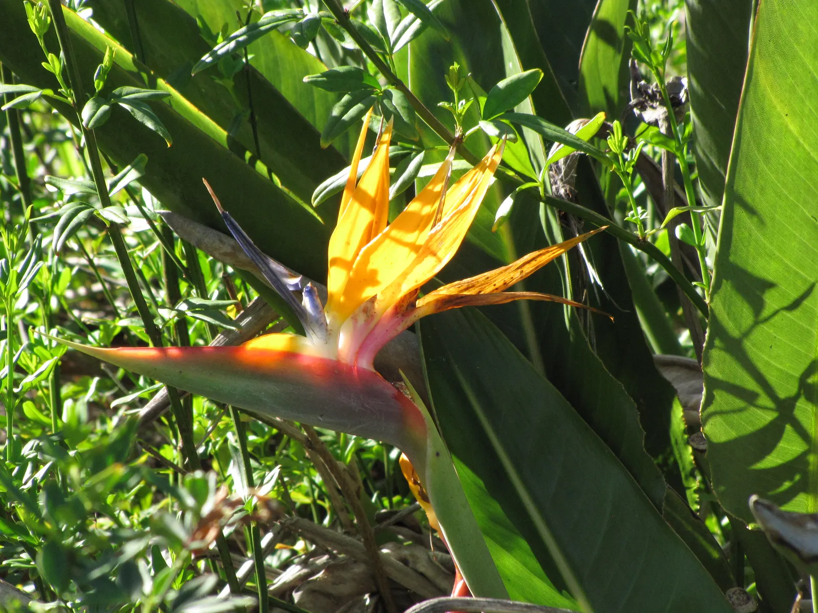 Bird Of Paradise (Strelitzia Reginae) — These grey-green leaves emerge from a slow-growing trunk that forms multiple stems over time; the flowers, image 70