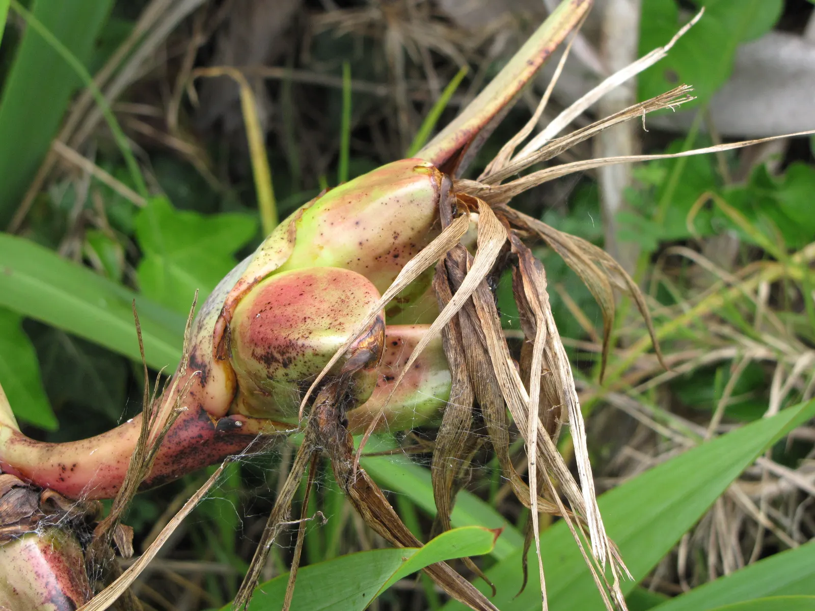 Bird Of Paradise (Strelitzia Reginae) — it is also necessary to provide protection from strong winds to prevent leaf damage.<br><br>For optimal, image 72