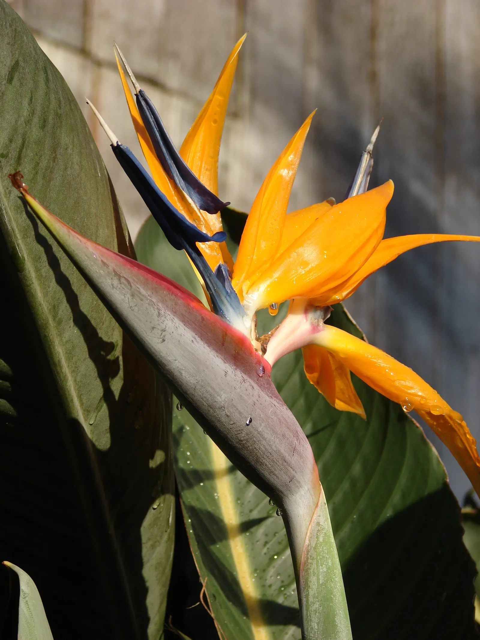 Bird Of Paradise (Strelitzia Reginae) — or as an anchor in island plantings; blade-like leaves reaching 4-6 feet and thrives in well-drained soil, image 81