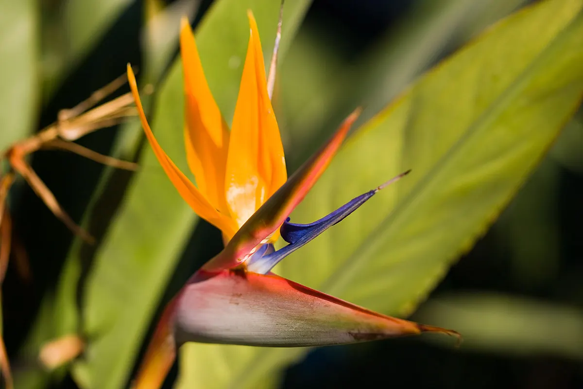 Bird Of Paradise (Strelitzia Reginae) — This striking plant is native to South Africa and is known for its unique bloom