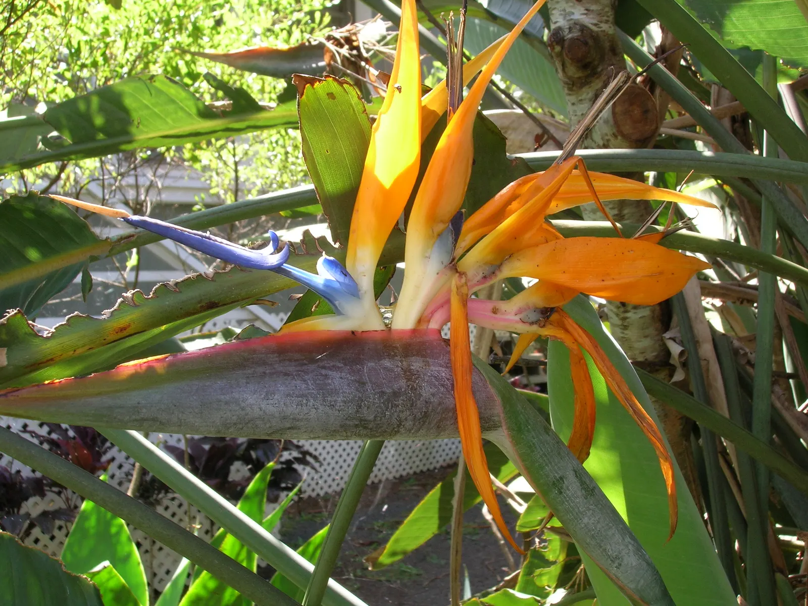 Bird Of Paradise (Strelitzia Reginae) — as the Bird of Paradise thrives in USDA zones 10-12 and tolerates temperatures down to about 50&deg;F; or, image 76