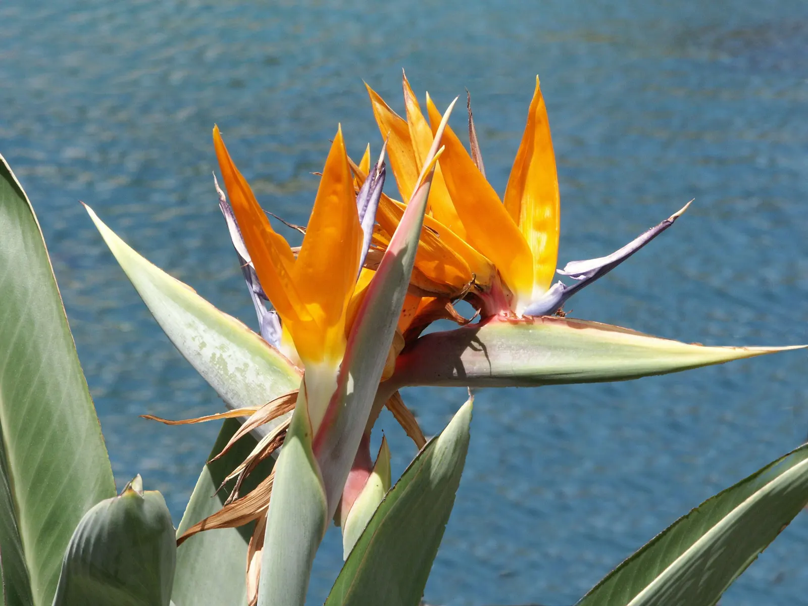 Bird Of Paradise (Strelitzia Reginae) — multi-colored and orange flowers in the garden; the flowers consist of vivid orange and blue hues and are nestled