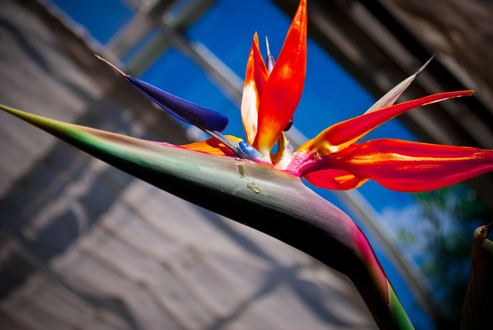 Bird Of Paradise (Strelitzia Reginae) — commonly called Bird of Paradise