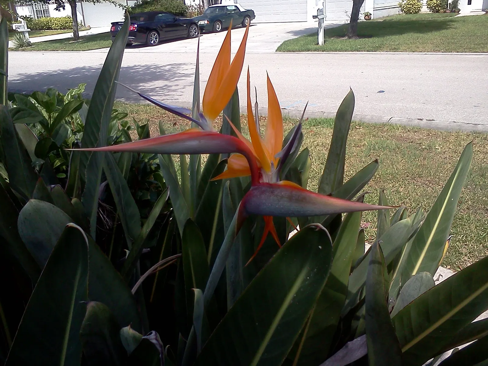Bird Of Paradise (Strelitzia Reginae) — blade-like leaves reaching 4-6 feet and thrives in well-drained soil under full to partial sun