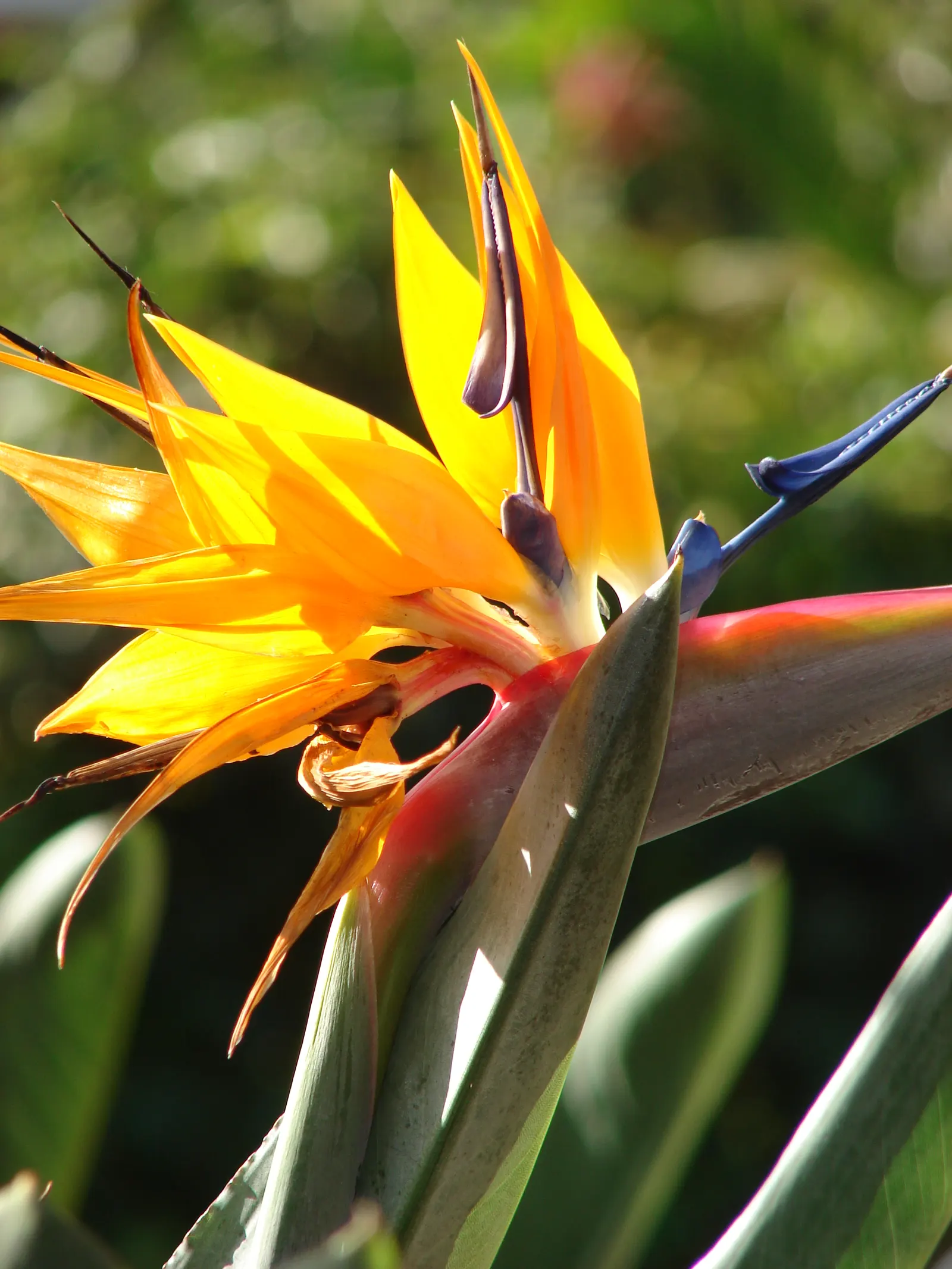 Bird Of Paradise (Strelitzia Reginae) — resembling tropical birds in flight; consistent moisture will promote lush foliage and more vibrant blooms, image 87