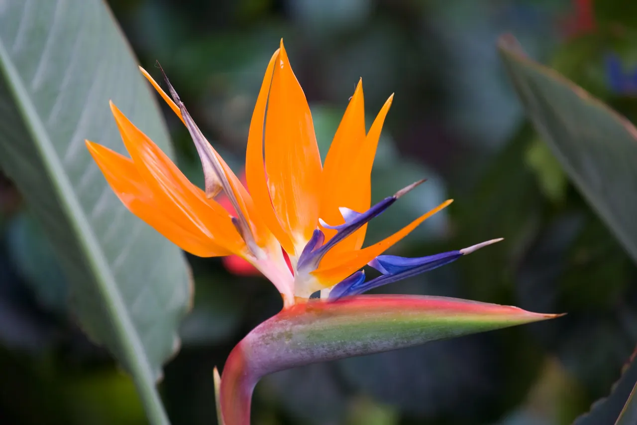 Bird Of Paradise (Strelitzia Reginae) — flaunts vibrant crane-like orange and blue flowers