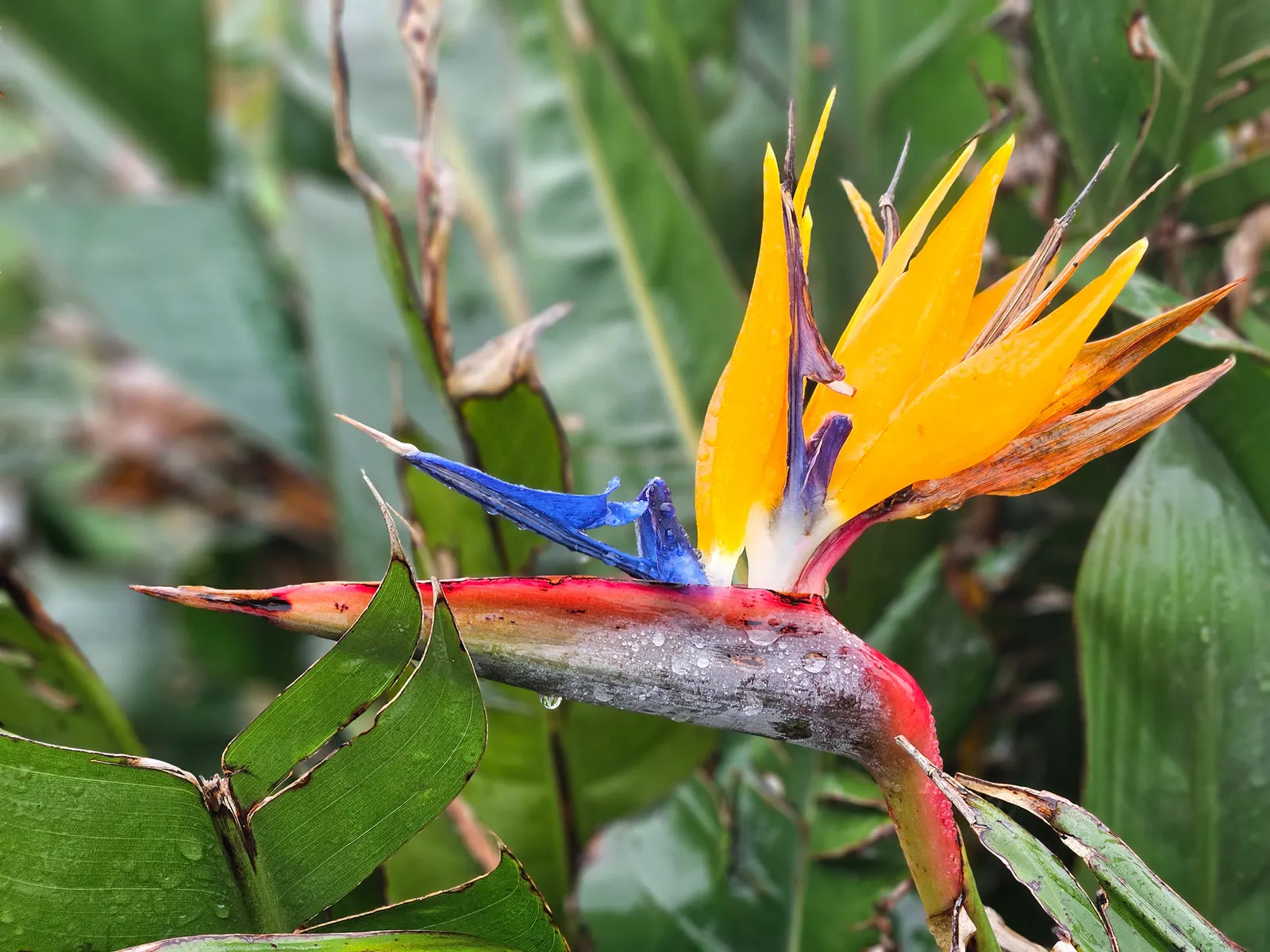 Bird Of Paradise (Strelitzia Reginae) — The flowers consist of vivid orange and blue hues and are nestled within purplish bracts; consistent, image 67