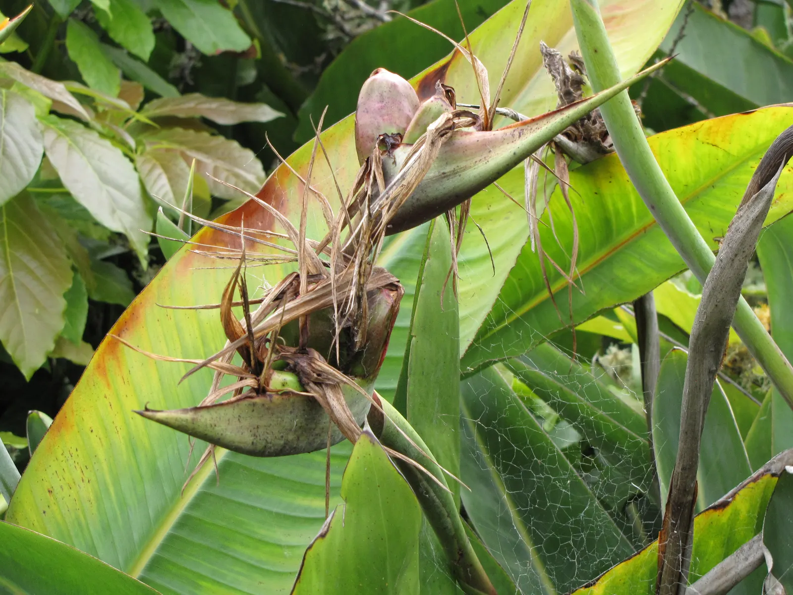 Bird Of Paradise (Strelitzia Reginae) — While the plant prefers a full sun or partial shade location; consistent moisture will promote lush foliage, image 71