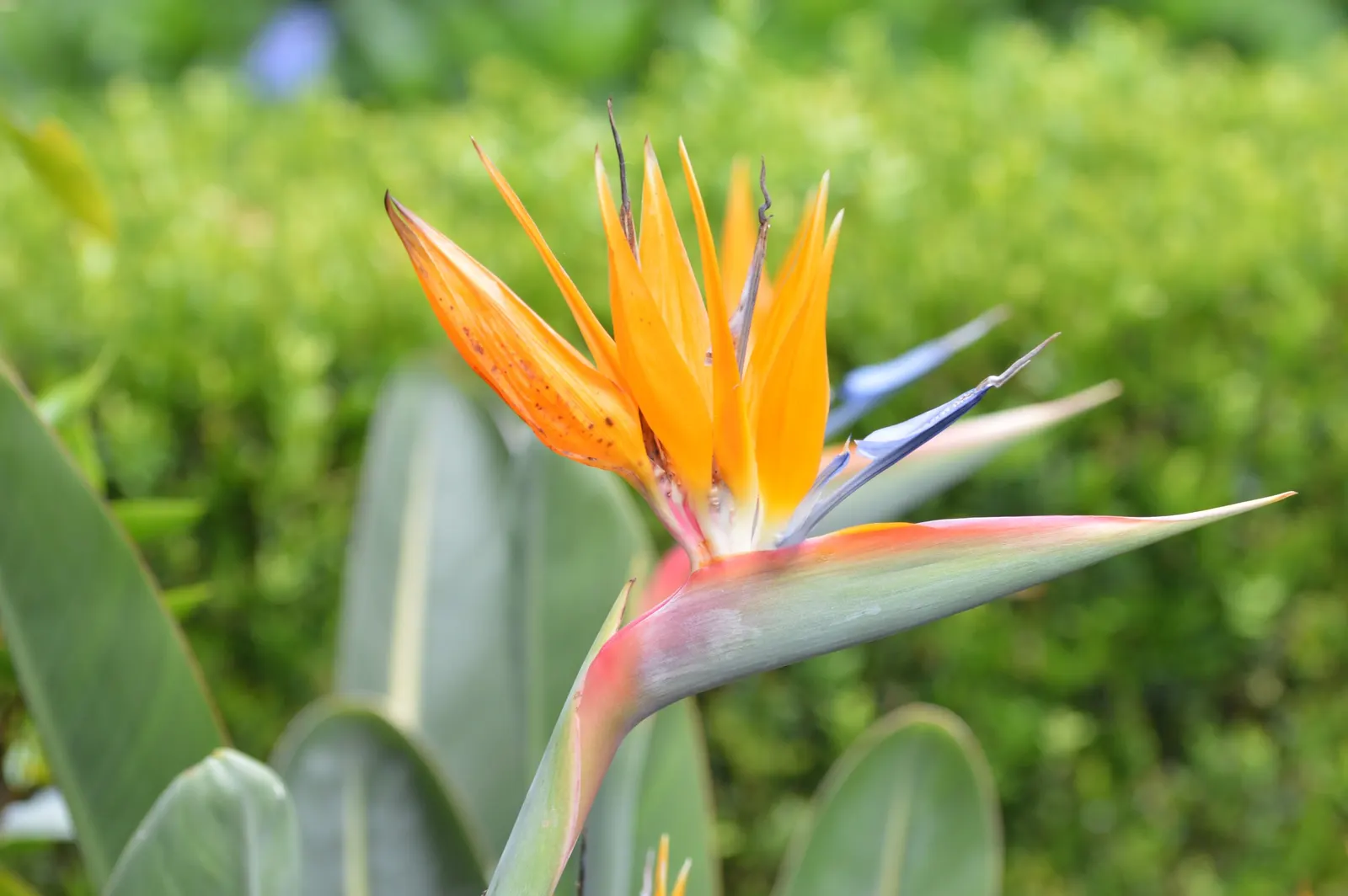 Bird Of Paradise (Strelitzia Reginae) — The flowers consist of vivid orange and blue hues and are nestled within purplish bracts
