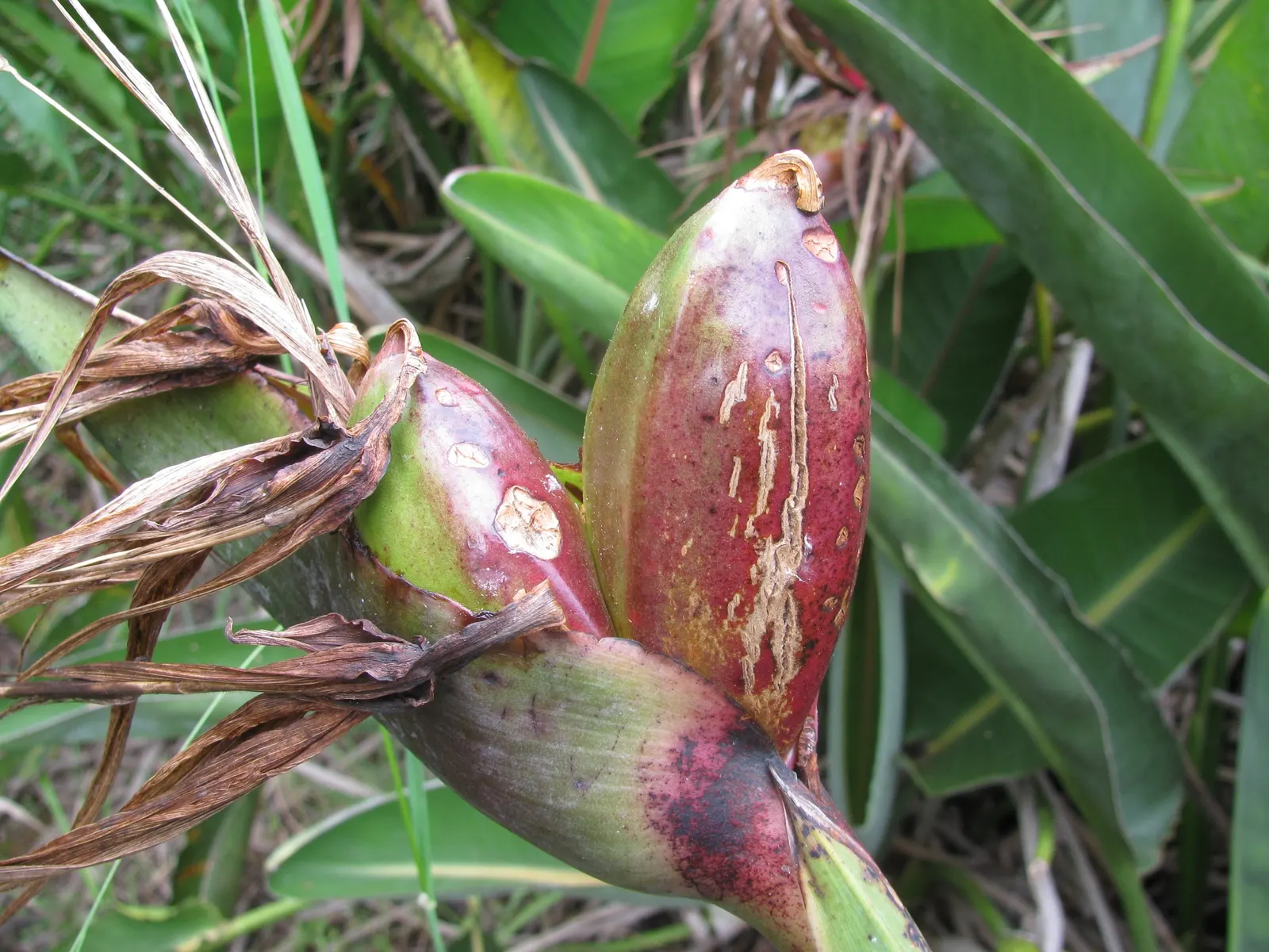 Bird Of Paradise (Strelitzia Reginae) — blooming intermittently throughout the year; or as an anchor in island plantings, image 68
