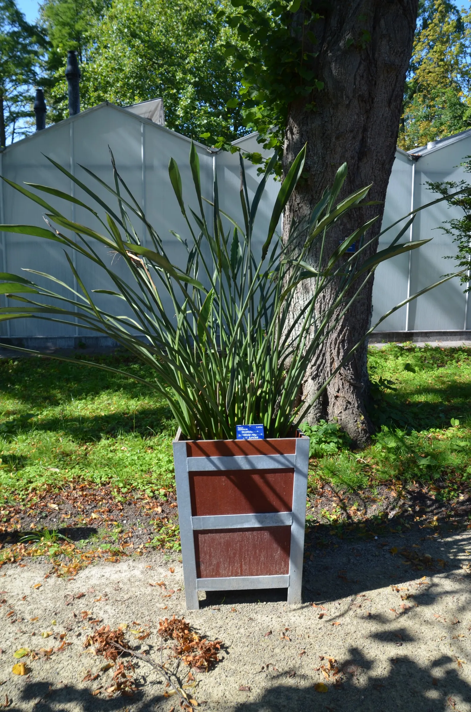 Bird Of Paradise (Strelitzia Reginae) — exotic touch to landscapes; blade-like leaves reaching 4-6 feet and thrives in well-drained soil under full, image 61