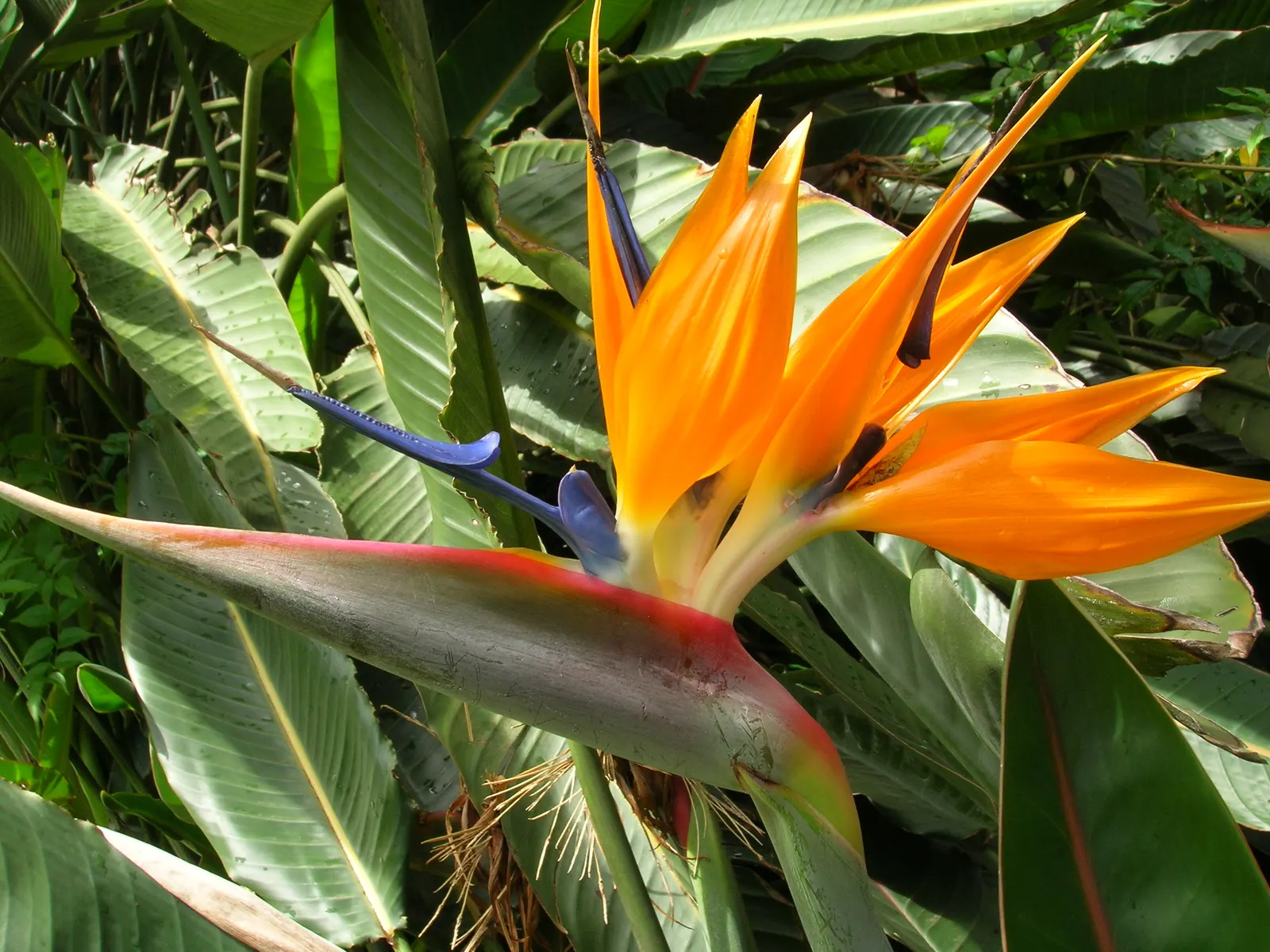 Bird Of Paradise (Strelitzia Reginae) — Although drought-tolerant once established; blade-like leaves reaching 4-6 feet and thrives in well-drained, image 73