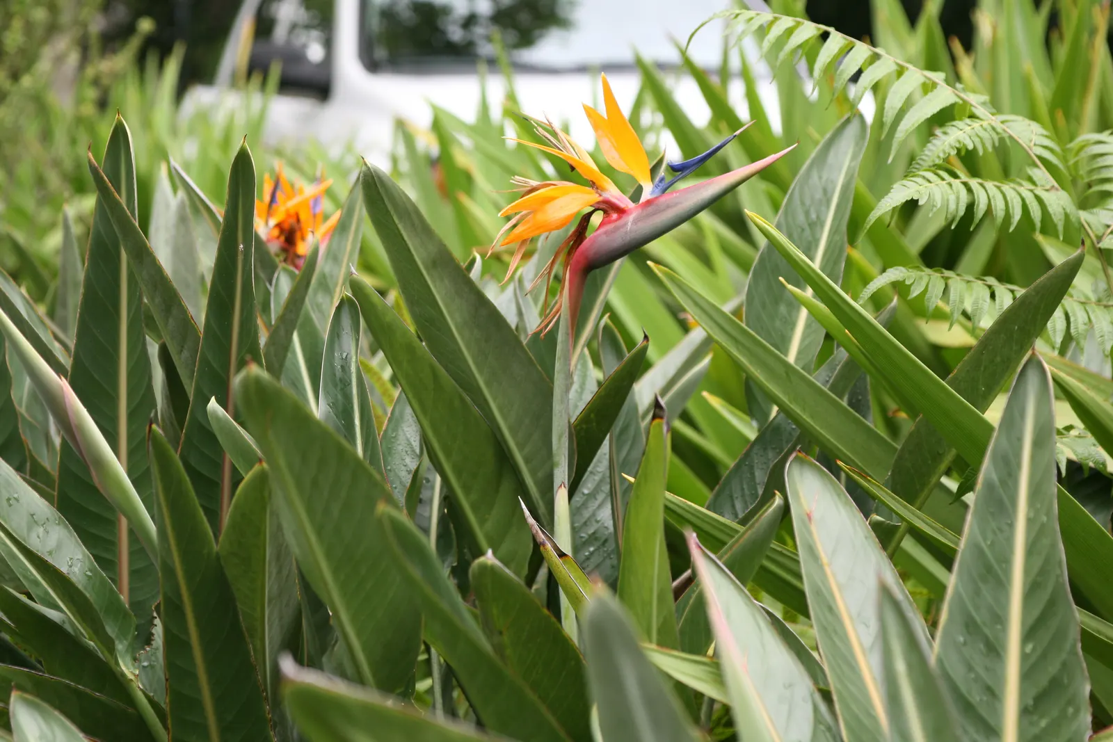 Bird Of Paradise (Strelitzia Reginae) — it requires minimal maintenance and can withstand brief cold snaps; the flowers consist of vivid orange and, image 62