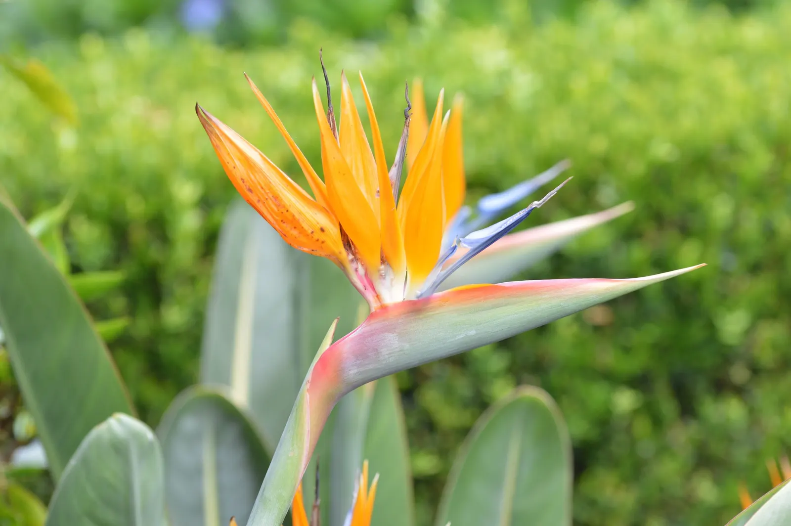 Bird Of Paradise (Strelitzia Reginae) — is a captivating and tropical perennial that adds an exotic flair to any garden landscape