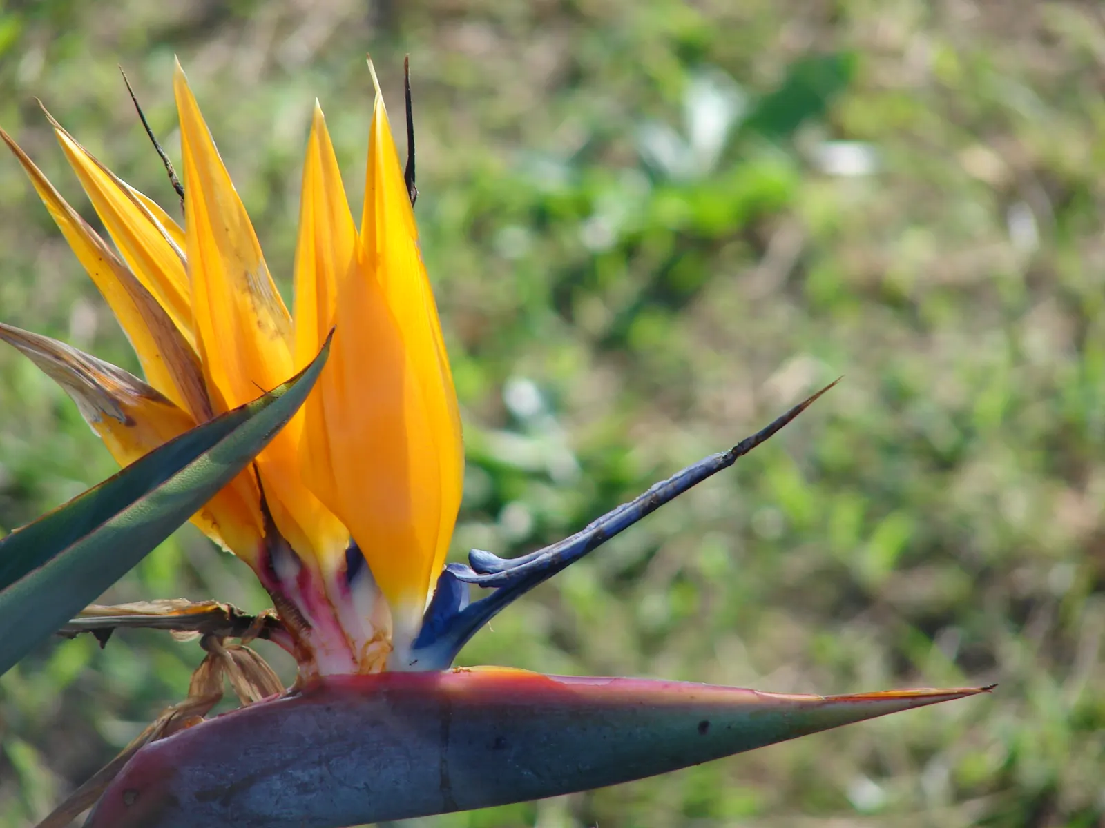 Bird Of Paradise (Strelitzia Reginae) — consistent moisture will promote lush foliage and more vibrant blooms; the flowers consist of vivid orange, image 74