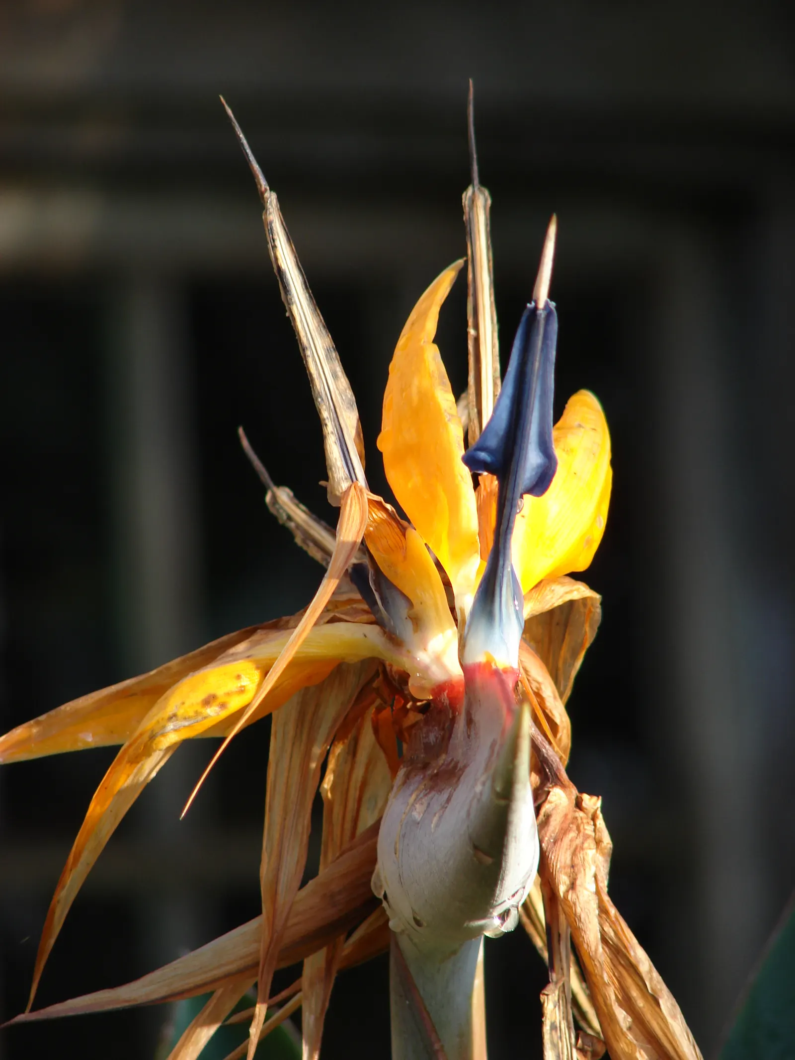 Bird Of Paradise (Strelitzia Reginae) — providing an additional layer of interest; blade-like leaves reaching 4-6 feet and thrives in well-drained, image 77