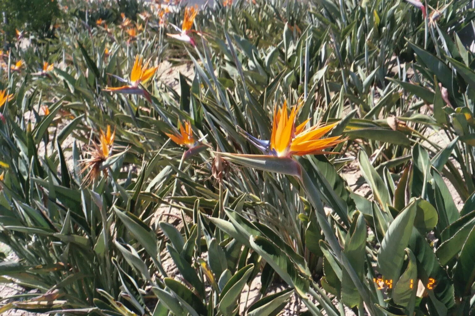 Bird Of Paradise (Strelitzia Reginae) — which resembles a colorful bird in flight; the flowers consist of vivid orange and blue hues and are, image 66