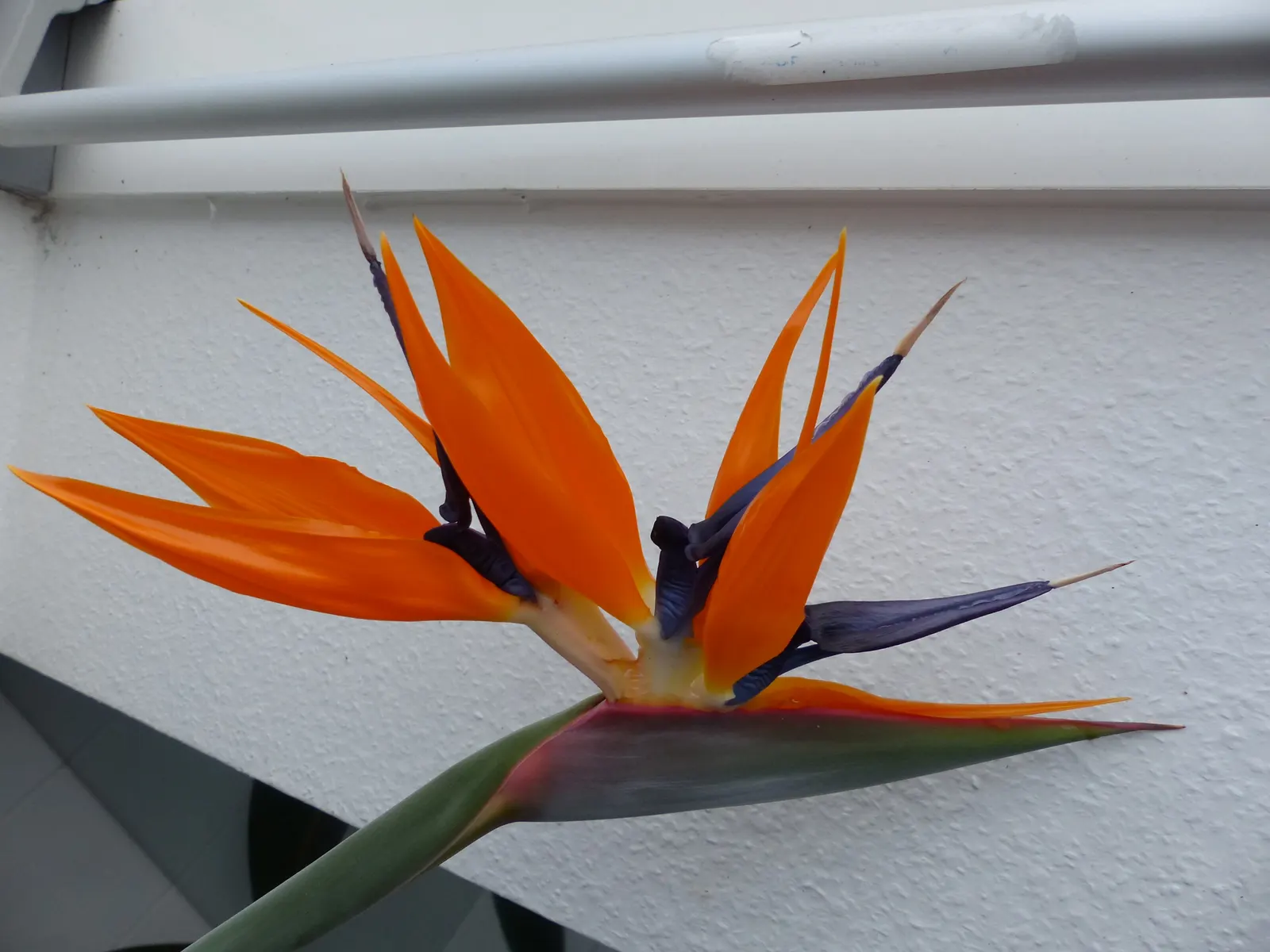 Bird Of Paradise (Strelitzia Reginae) — as the Bird of Paradise thrives in USDA zones 10-12 and tolerates temperatures down to about 50&deg;F; or as an anchor