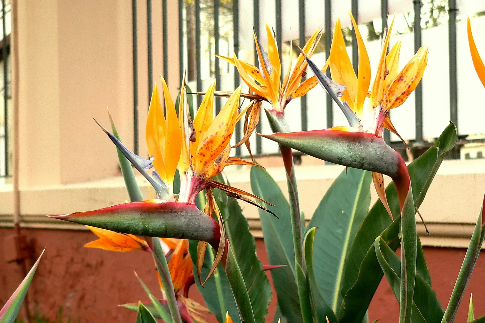 Bird Of Paradise (Strelitzia Reginae) — blade-like leaves reaching 4-6 feet and thrives in well-drained soil under full to partial sun; or as an, image 60