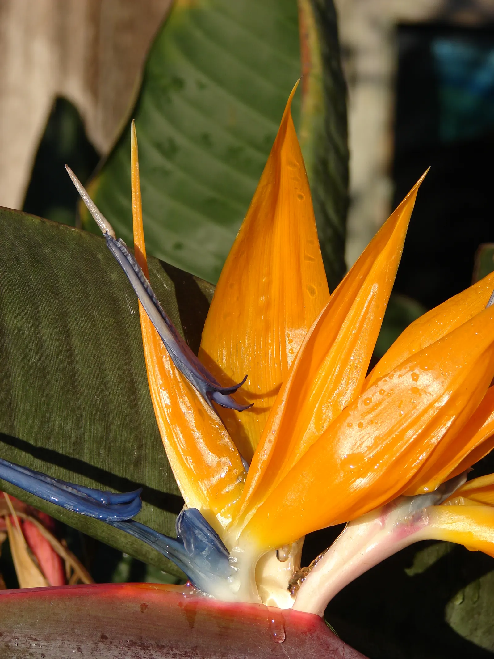 Bird Of Paradise (Strelitzia Reginae) — Hardiness is a consideration; consistent moisture will promote lush foliage and more vibrant blooms, image 75