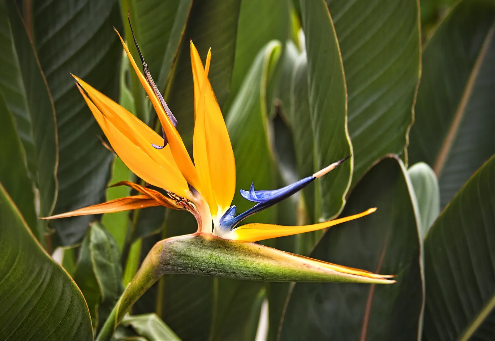 Bird Of Paradise (Strelitzia Reginae) — which resembles a colorful bird in flight
