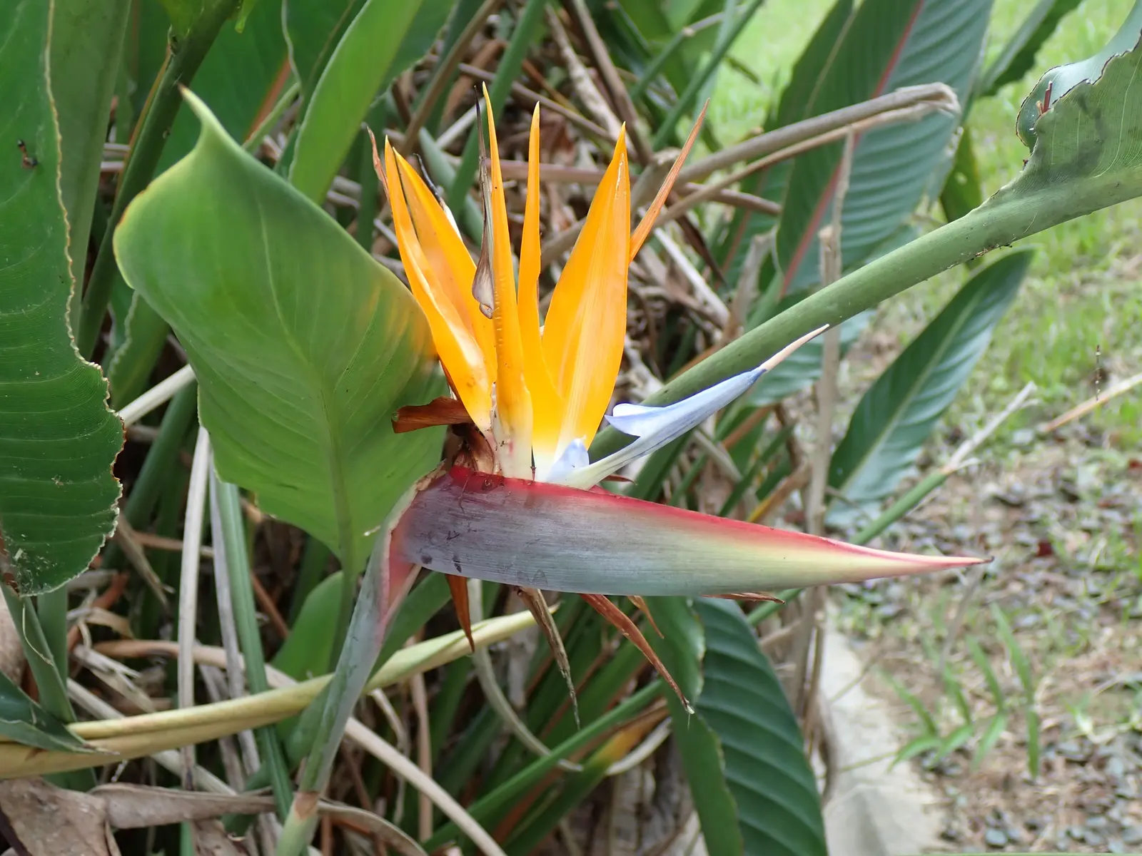 Bird Of Paradise (Strelitzia Reginae) — consistent moisture will promote lush foliage and more vibrant blooms; the flowers consist of vivid orange and blue