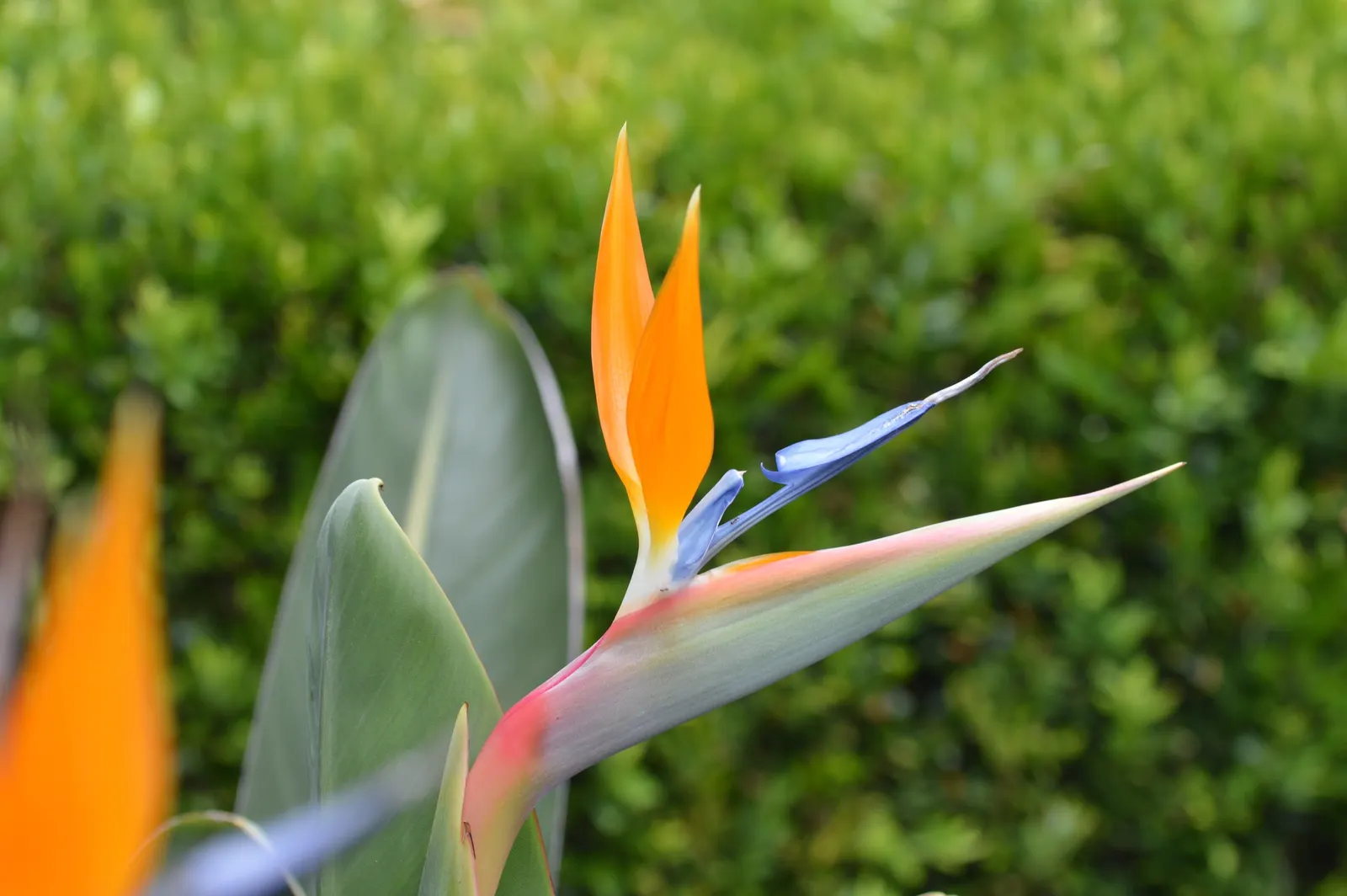 Bird Of Paradise (Strelitzia Reginae) — it requires minimal maintenance and can withstand brief cold snaps