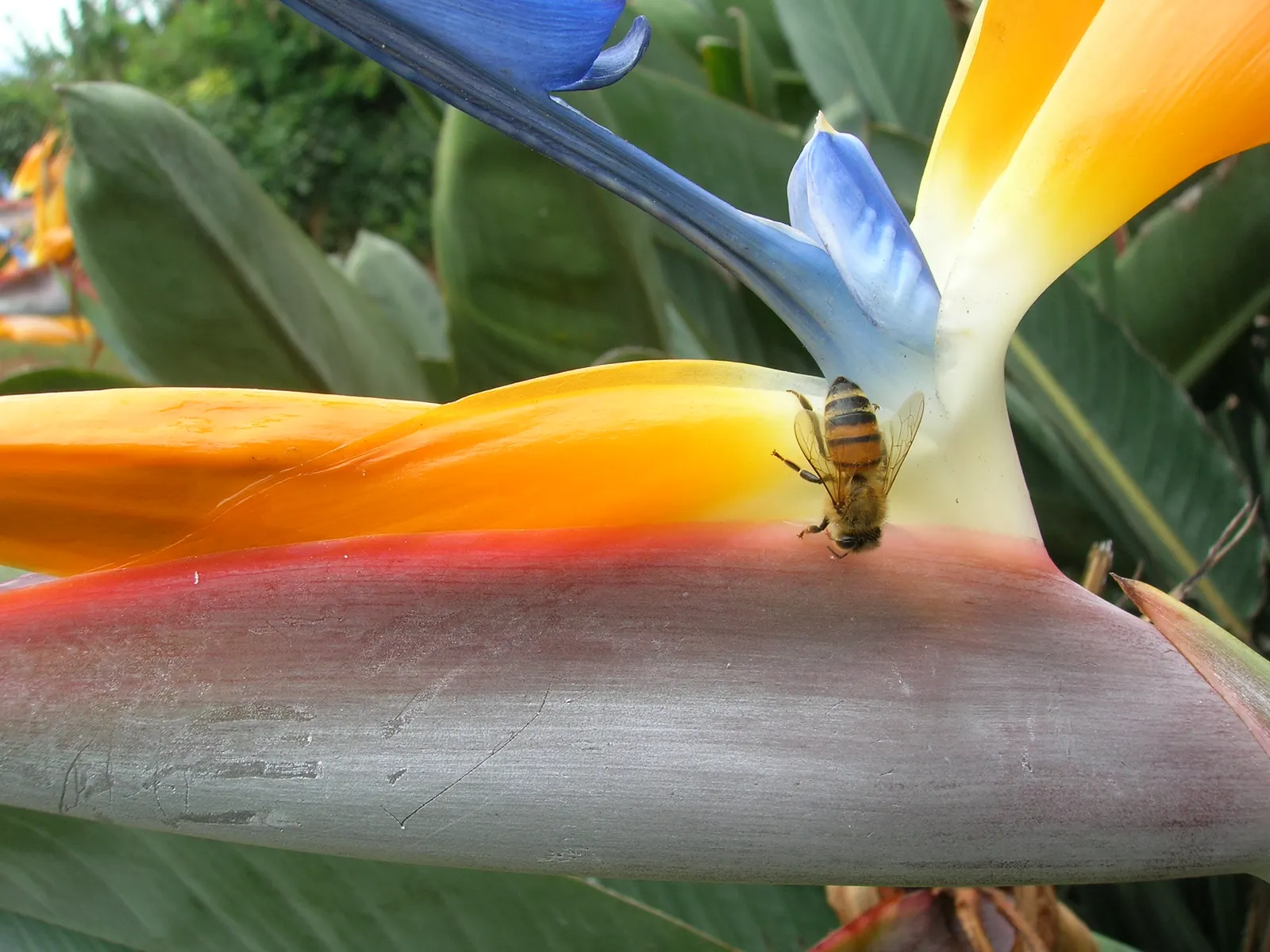 Bird Of Paradise (Strelitzia Reginae) — making it an excellent choice for focal points; or as an anchor in island plantings, image 80