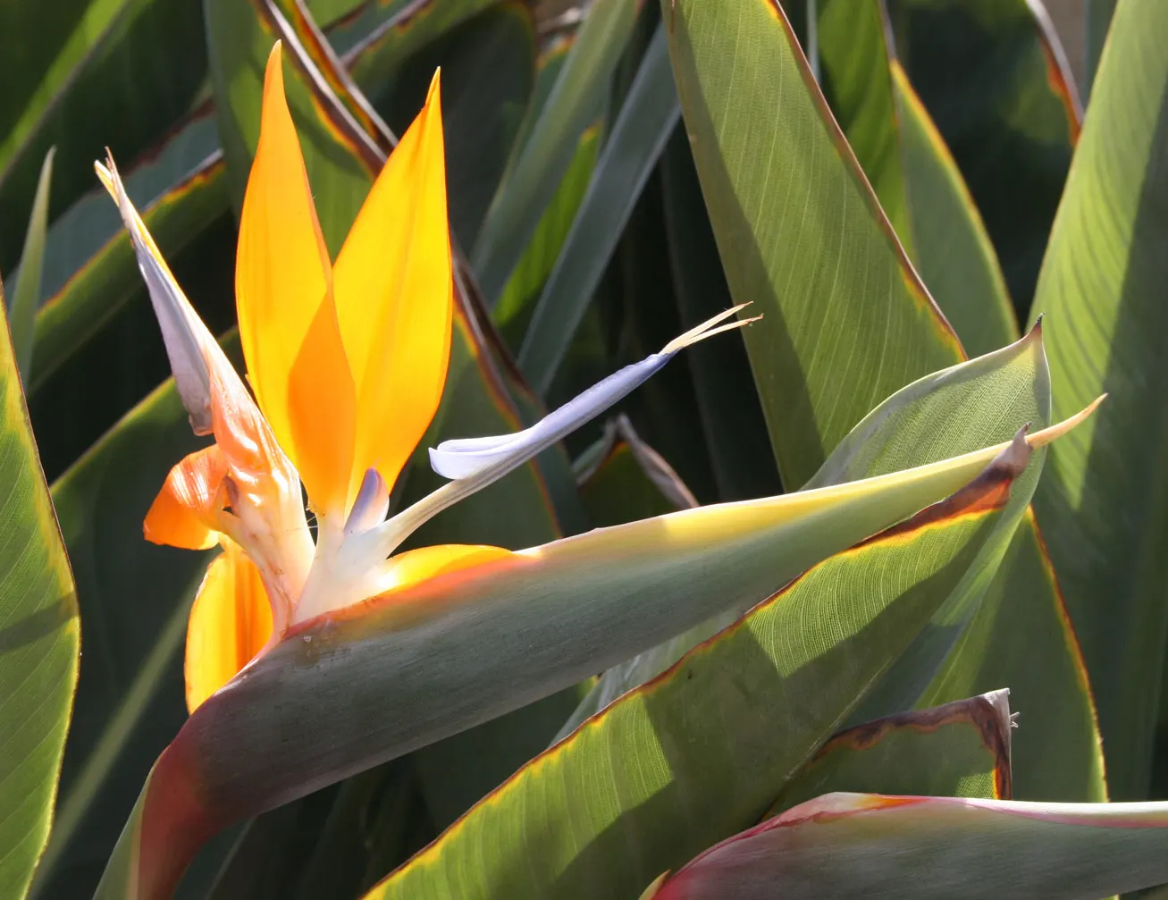 Bird Of Paradise (Strelitzia Reginae) — shrub with multi-colored and orange blooms; consistent moisture will promote lush foliage and more vibrant blooms
