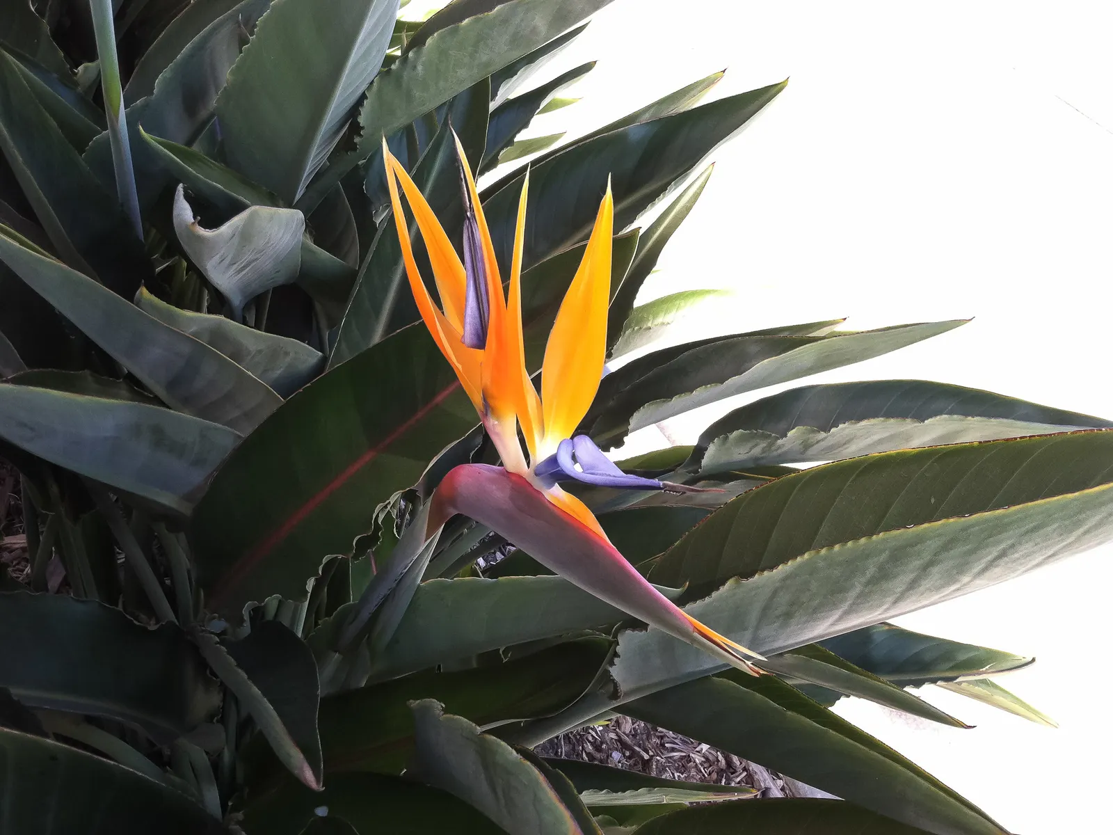 Bird Of Paradise (Strelitzia Reginae) — considering its eventual spread; consistent moisture will promote lush foliage and more vibrant blooms