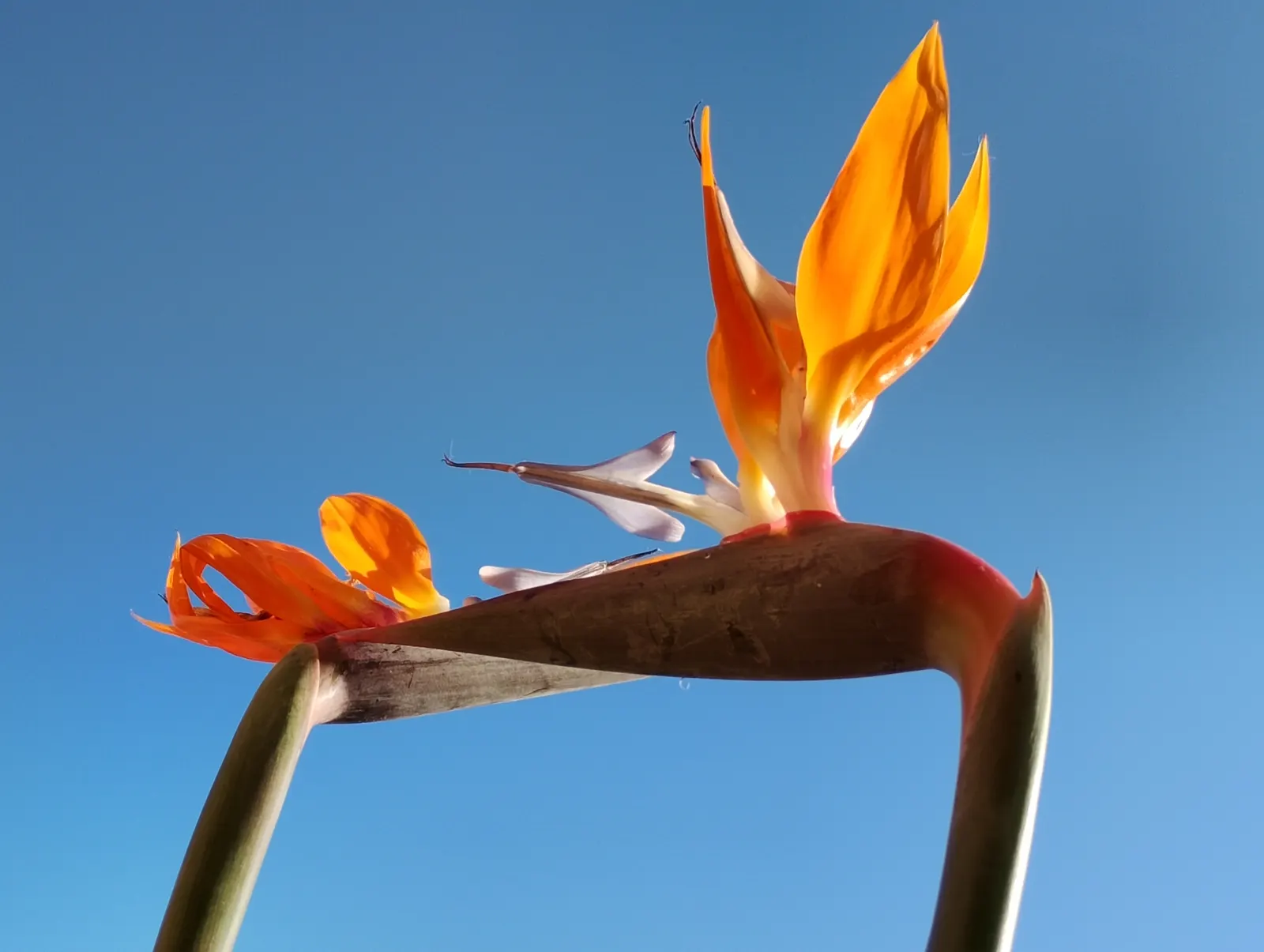 Bird Of Paradise (Strelitzia Reginae) — shrub for full or half; or as an anchor in island plantings