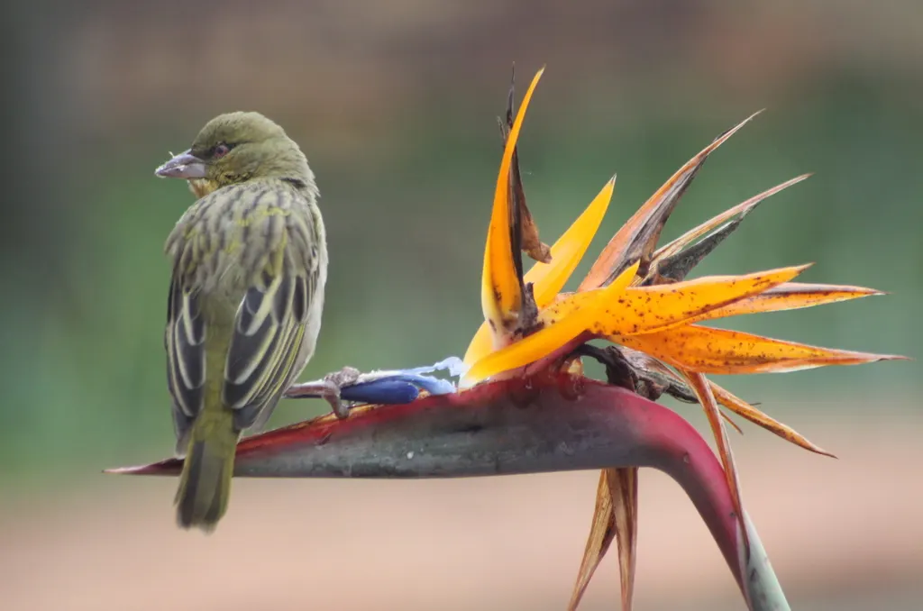 Bird Of Paradise (Strelitzia Reginae) — paddle-shaped leaves that can grow up to 18 inches long and 6 inches wide; blade-like leaves reaching 4-6, image 69