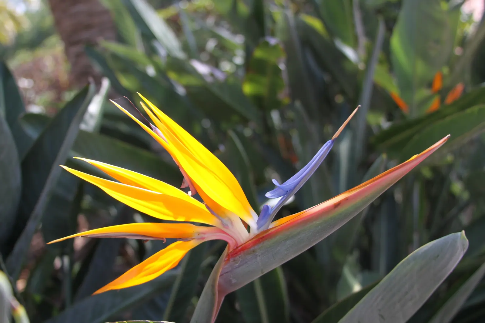 Bird Of Paradise (Strelitzia Reginae) — blooming intermittently throughout the year