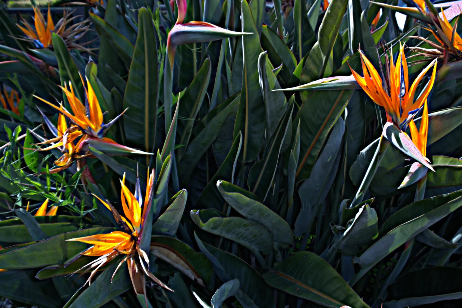 Bird Of Paradise (Strelitzia Reginae) — is a captivating and tropical perennial that adds an exotic flair to any garden landscape; or as an anchor, image 64