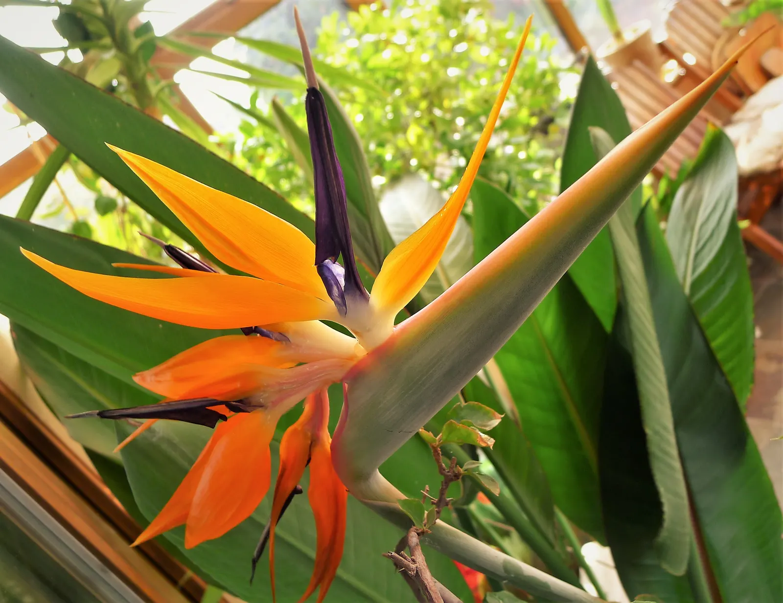 Bird Of Paradise (Strelitzia Reginae) — exotic touch to landscapes