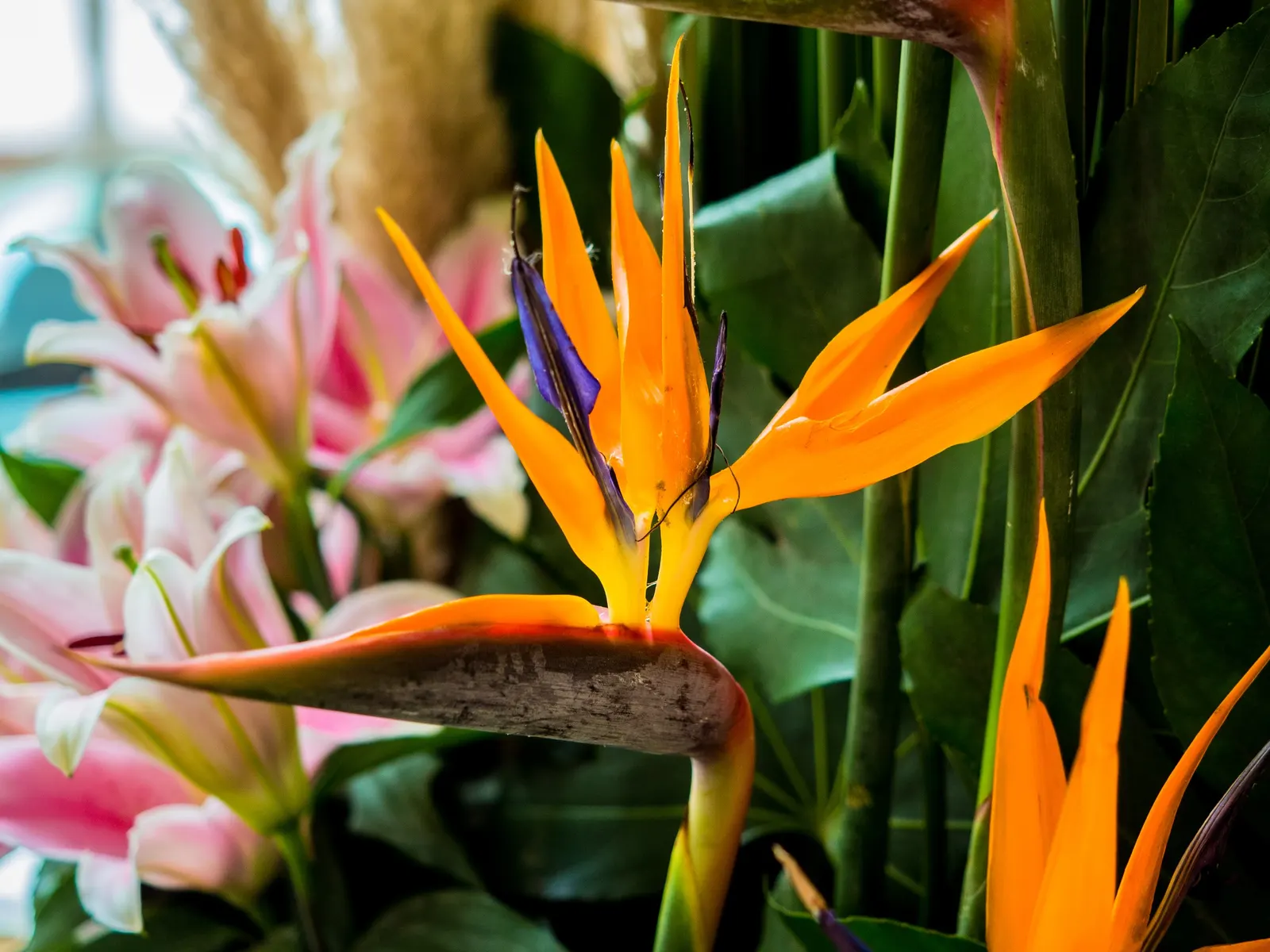 Bird Of Paradise (Strelitzia Reginae) — resembling tropical birds in flight; consistent moisture will promote lush foliage and more vibrant blooms, image 59