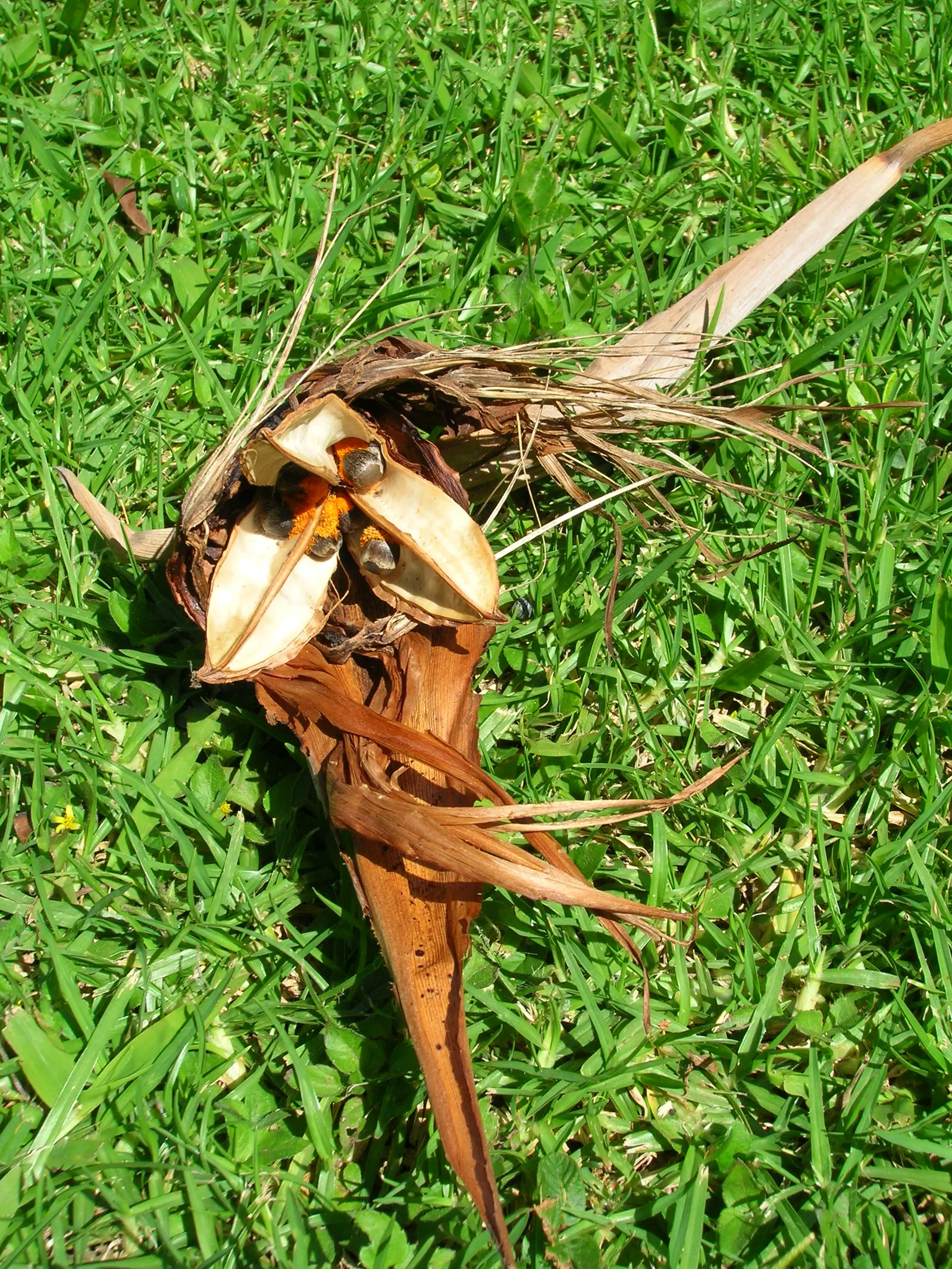 Bird Of Paradise (Strelitzia Reginae) — considering its eventual spread; consistent moisture will promote lush foliage and more vibrant blooms, image 79