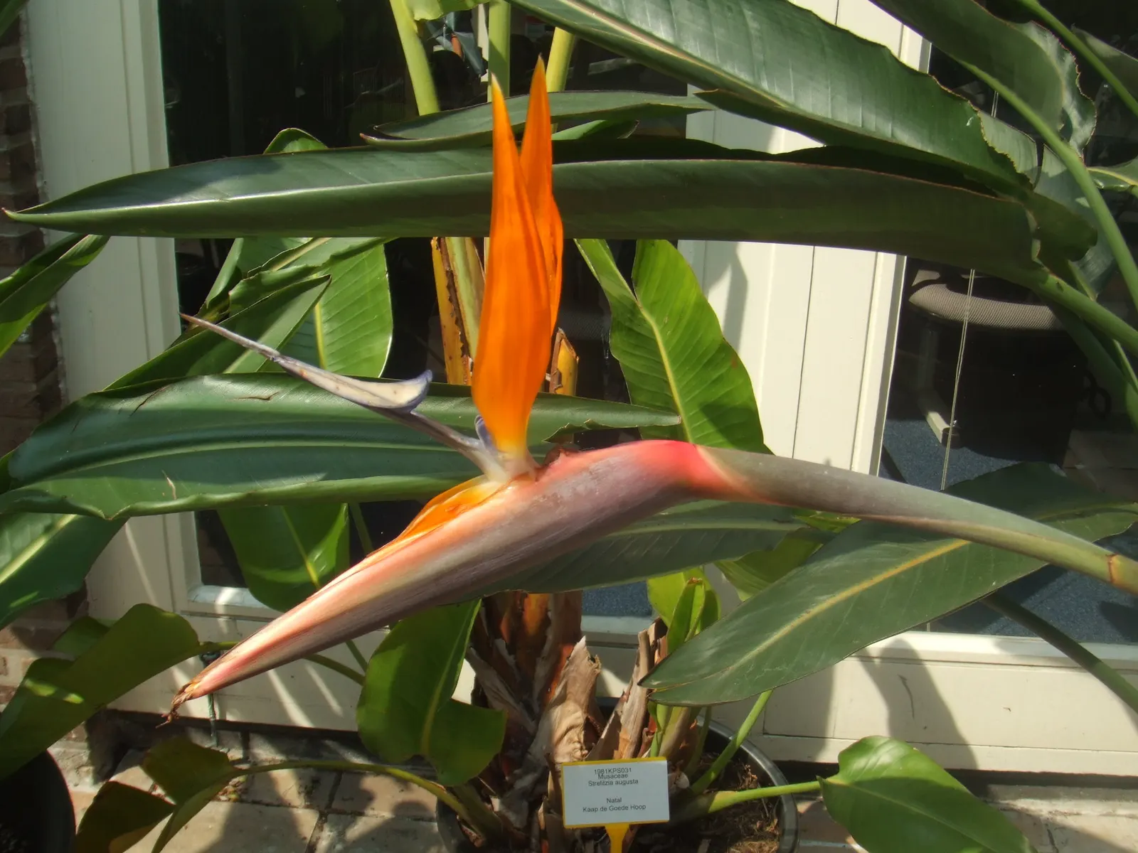 Bird Of Paradise (Strelitzia Reginae) — resembling tropical birds in flight; consistent moisture will promote lush foliage and more vibrant blooms