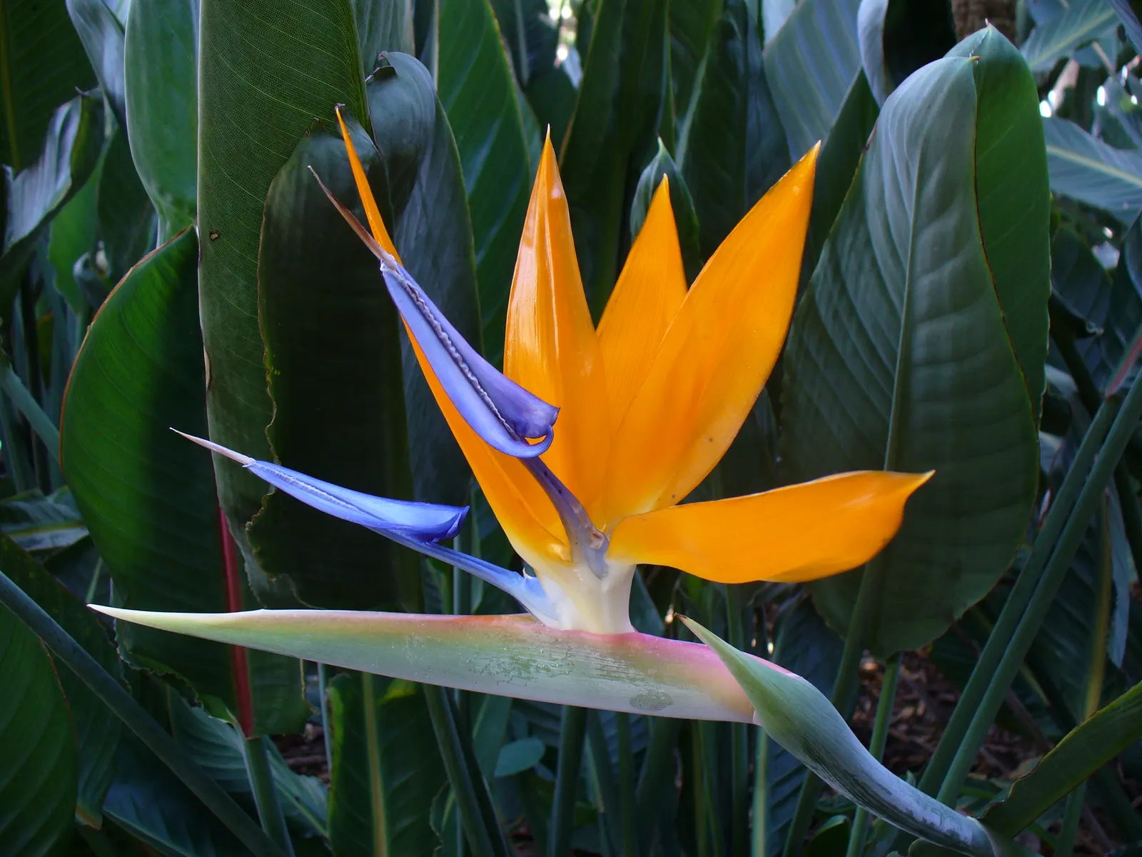Bird Of Paradise (Strelitzia Reginae) — Hardiness is a consideration