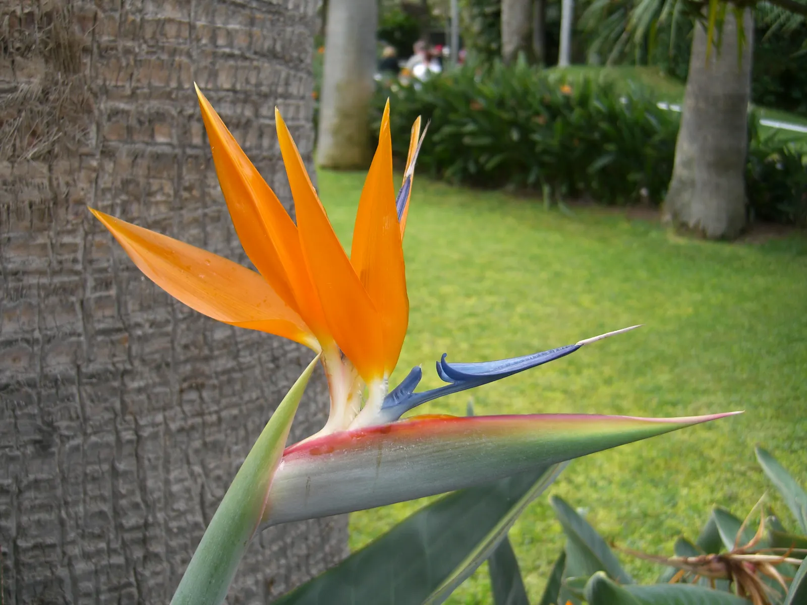 Bird Of Paradise (Strelitzia Reginae) — flaunts vibrant crane-like orange and blue flowers; the flowers consist of vivid orange and blue hues and are nestled