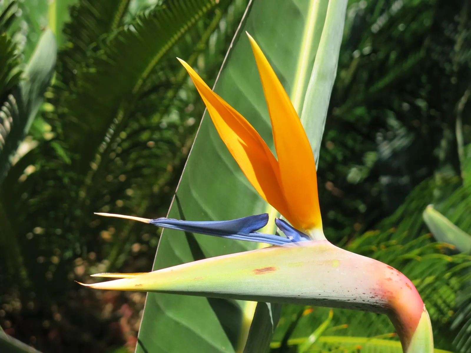 Bird Of Paradise (Strelitzia Reginae) — exotic touch to landscapes; blade-like leaves reaching 4-6 feet and thrives in well-drained soil under full to partial
