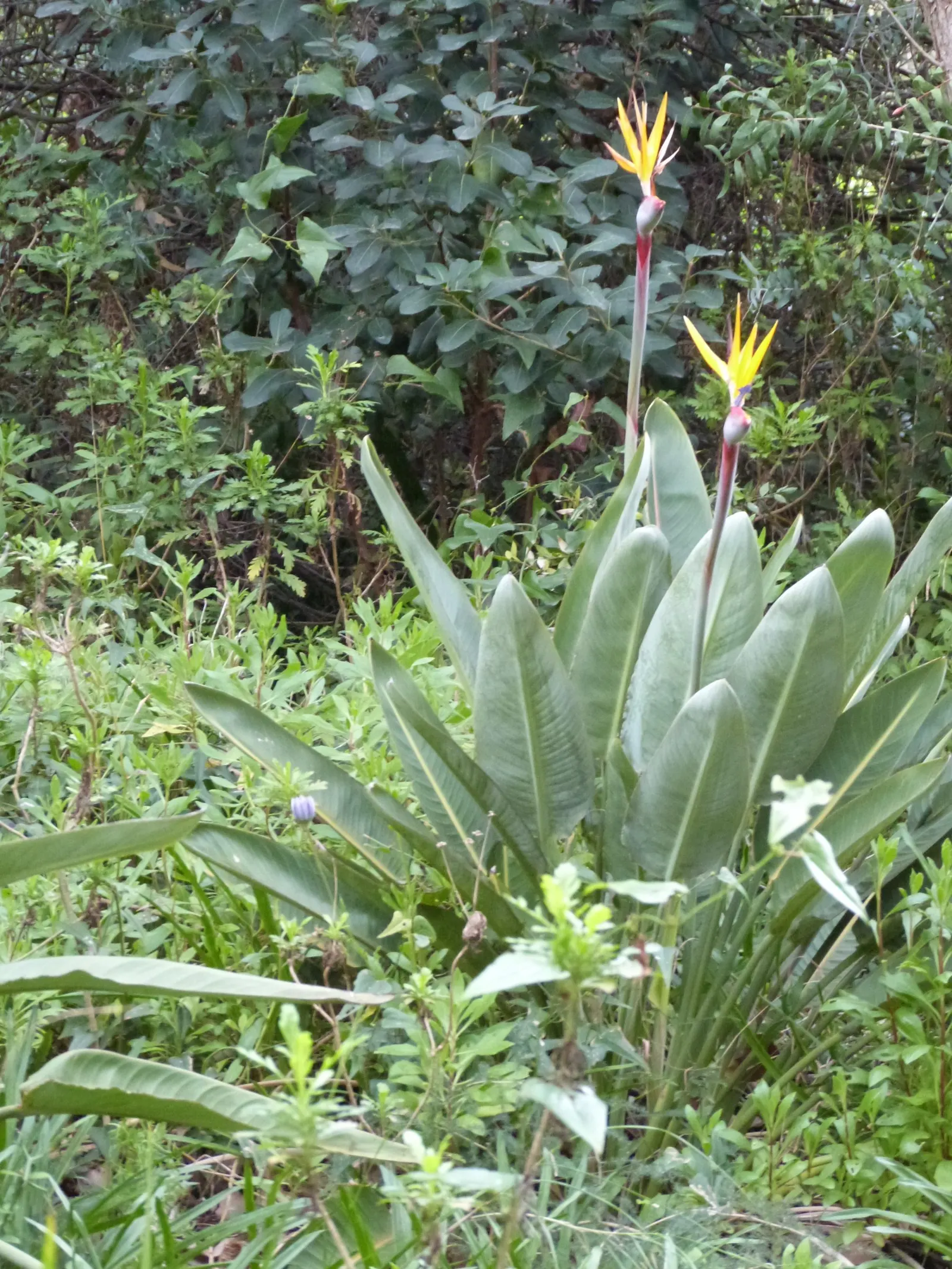 Bird Of Paradise (Strelitzia Reginae) — blade-like leaves reaching 4-6 feet and thrives in well-drained soil under full to partial sun; or as an anchor in