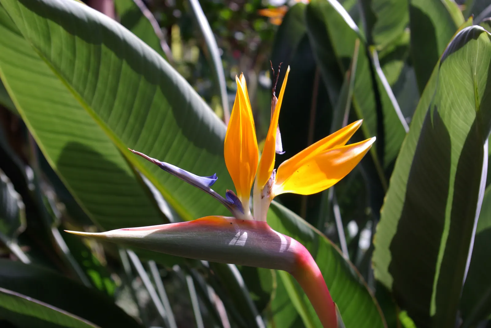 Bird Of Paradise (Strelitzia Reginae) — making it an excellent choice for focal points